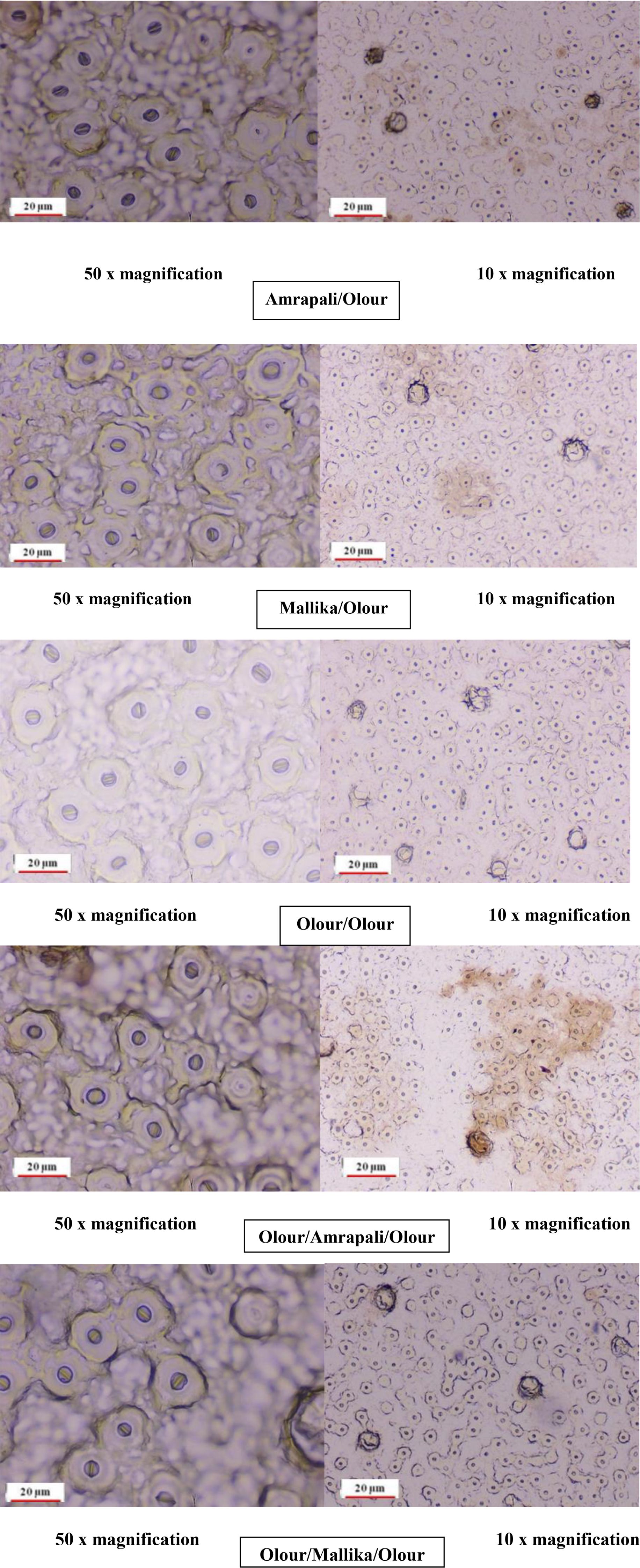 Microscopic images showing sections of plant tissues at two different magnifications, fifty times and ten times, labeled with different combinations of plant varieties: Amrapali or Olour, Mallika or Olour, Olour or Olour, and Olour or Amrapali or Olour. Each pair of images shows a close-up view of cell structures and a wider view with varying levels of detail.