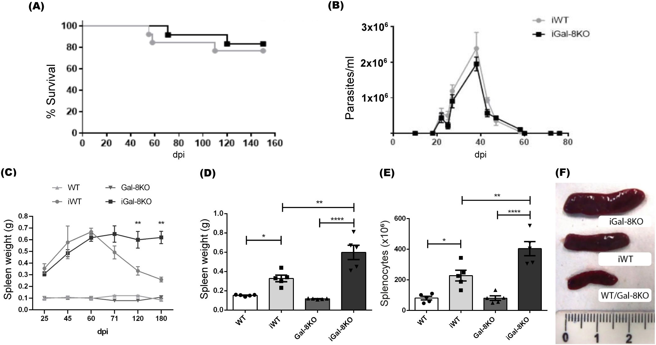 Graphical data showing experimental results across multiple panels. Panel (A) displays a survival curve, with iWT and iGal-8KO groups showing near identical survival rates over 160 days post-infection (dpi). Panel (B) depicts parasites per milliliter, peaking around 30 dpi in both groups. Panel (C) shows spleen weight changes over time, with iGal-8KO and WT groups diverging significantly. Panel (D) compares spleen weight among groups, showing higher weights in iGal-8KO. Panel (E) presents splenocyte counts, highest in iGal-8KO. Panel (F) illustrates physical spleens from each group with notable size differences.