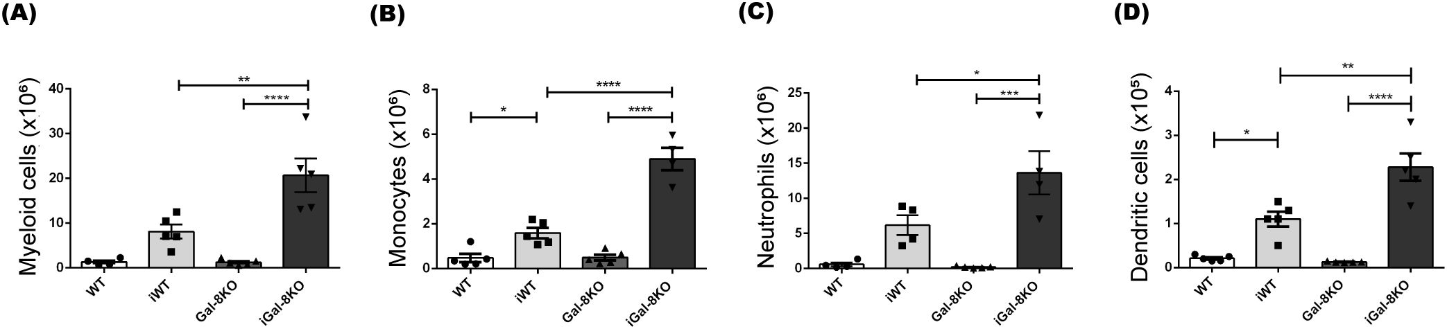 Bar charts labeled A to D compare cell types: myeloid cells, monocytes, neutrophils, and dendritic cells across four groups: WT, iWT, Gal-8KO, and iGal-8KO. iGal-8KO consistently shows a significant increase across all cell types. Statistically significant differences are noted with asterisks.