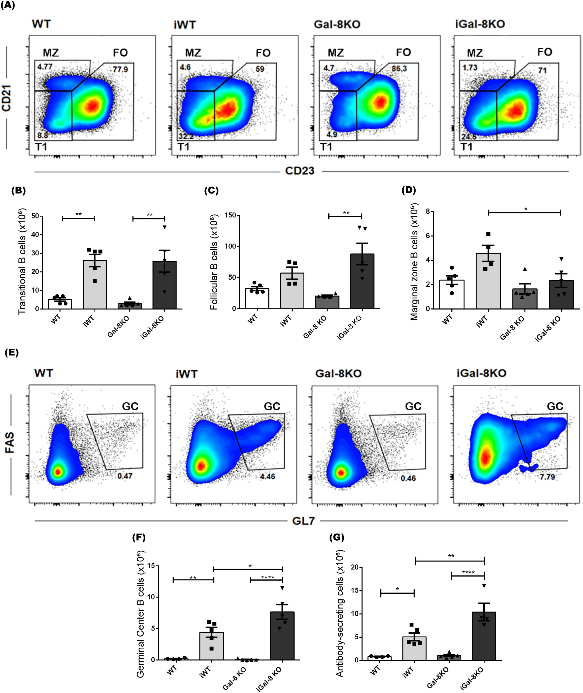 Flow cytometry and bar chart analysis of B cell populations in different genotypes: WT, iWT, Gal-8KO, and iGal-8KO. Panels (A) and (E) display flow plots for CD21/CD23 and FAS/GL7 markers, highlighting marginal zone, follicular, transitional, and germinal center B cells. Panels (B), (C), (D), (F), and (G) show bar graphs quantifying transitional, follicular, marginal zone, germinal center B cells, and antibody-secreting cells, with statistical significance indicated by asterisks.