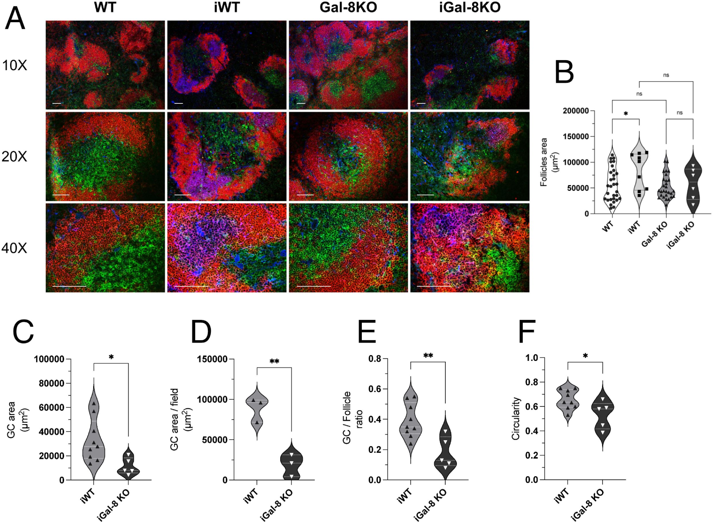 Panel A displays fluorescence microscopy images of different sample groups (WT, iWT, Gal-8KO, iGal-8KO) at magnifications of 10X, 20X, and 40X, showing varied staining patterns in red, green, and blue. Panel B presents a violin plot comparing follicle areas, while panels C to F show violin plots analyzing germinal center area, GC area per field, GC/follicle ratio, and circularity between iWT and iGal-8 KO groups, respectively, with asterisks indicating significance levels.