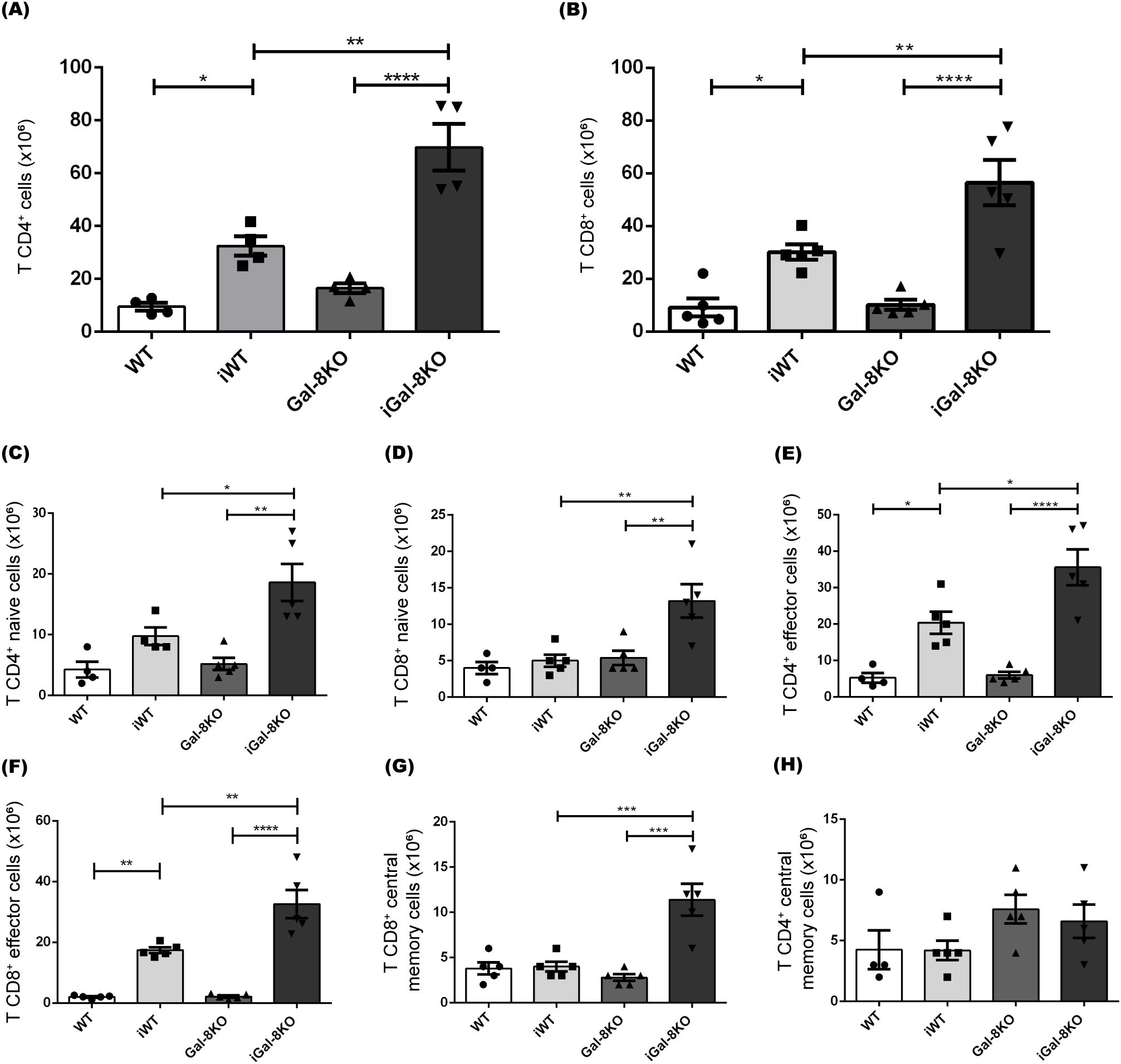 Eight bar graphs labeled (A) to (H) compare different types of T cells (CD4+ and CD8+) across four groups: WT, iWT, Gal-8KO, and iGal-8KO. Significant differences are shown with asterisks and lines. Each graph displays data with varying cell counts, highlighting differences between the groups. Error bars indicate variability within the groups.