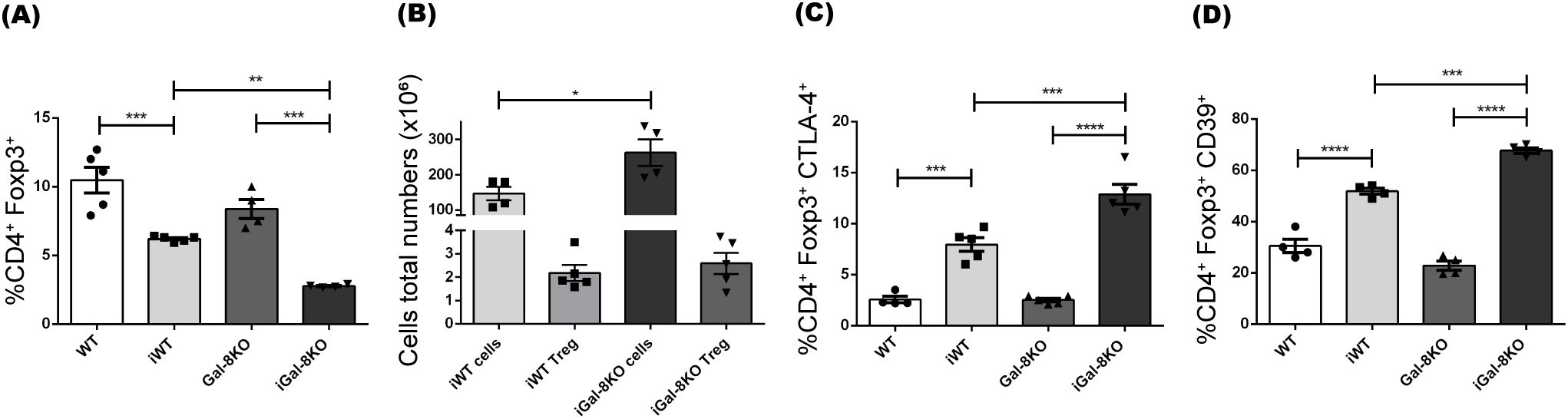 Bar charts labeled A to D display immunological data. Chart A shows the percentage of CD4+ Foxp3+ cells across four groups: WT, iWT, Gal-8KO, and iGal-8KO, with significant differences noted. Chart B illustrates total cell numbers in iWT and iGal-8KO groups. Charts C and D depict percentages of CD4+ Foxp3+ CTLA-4+ and CD4+ Foxp3+ CD39+ cells, respectively, among the same groups, also with noted significant differences. Statistical significance is indicated by asterisks, with more asterisks indicating higher significance.