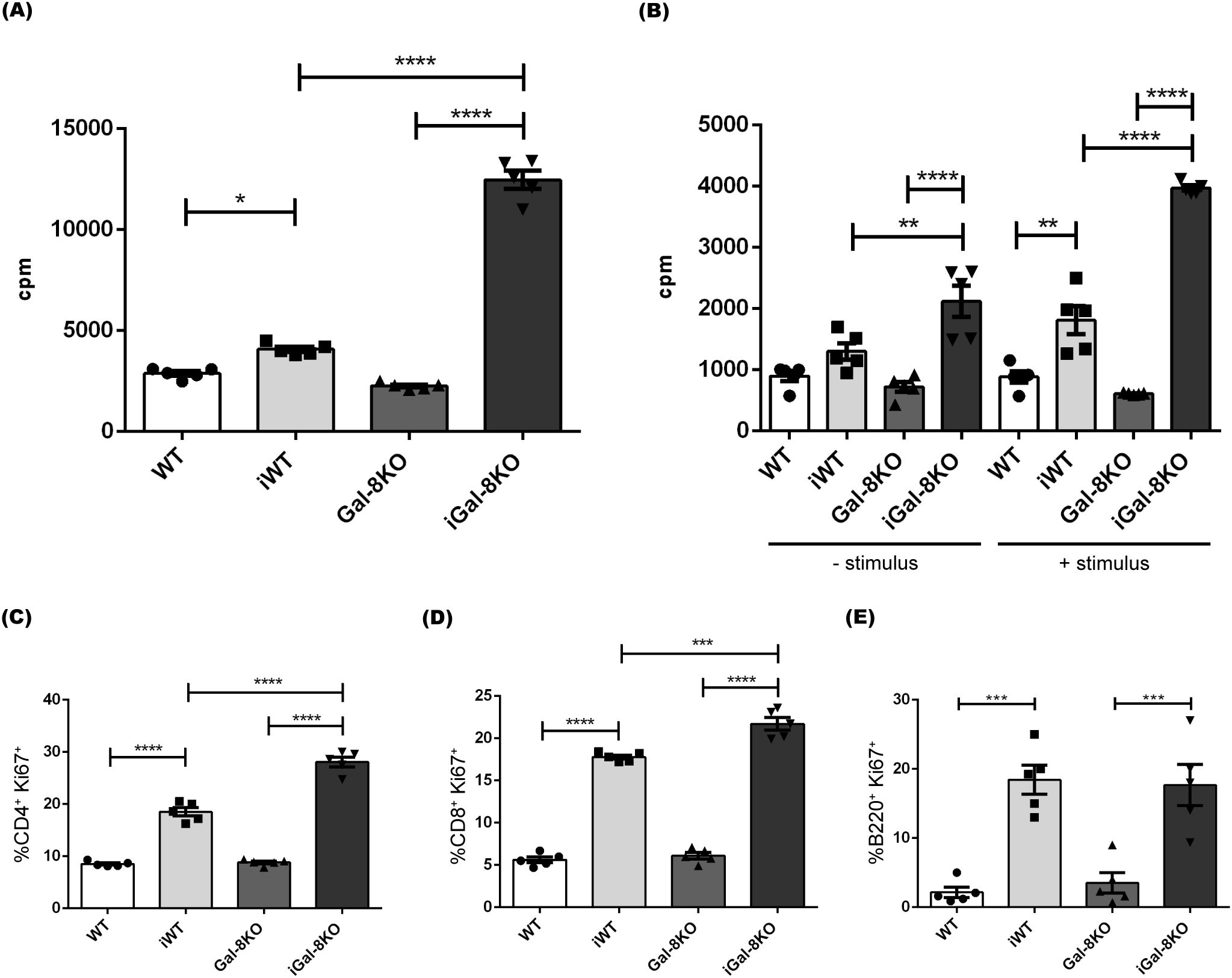 Bar graphs showing experimental data for different mouse models: WT, iWT, Gal-8KO, and iGal-8KO.   (A) Shows counts per minute (cpm) with significant differences.  (B) Shows cpm with and without stimulus, highlighting significant activity increase in iGal-8KO.  (C) Displays %CD4+ Ki67+ T cells, higher in iGal-8KO.  (D) Shows %CD8+ Ki67+ T cells, with notable increases in iWT and iGal-8KO.  (E) Exhibits %B220+ Ki67+ cells, with iWT showing significant elevation. Error bars represent standard deviation, and asterisks indicate significance levels.