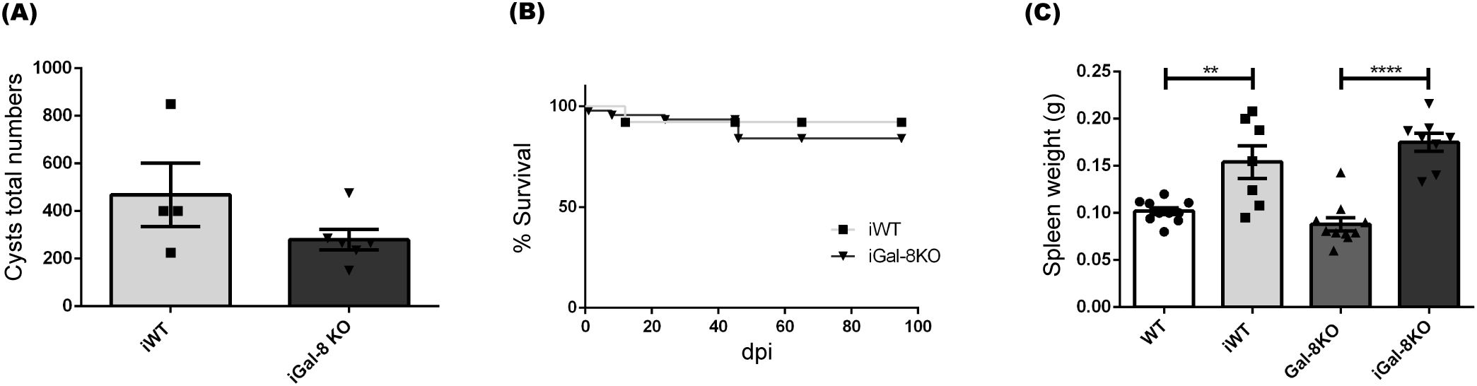 Three graphs labeled A, B, and C. (A) Bar graph comparing cyst numbers between iWT and iGal-8 KO groups, showing higher numbers in the iWT group. (B) Line graph depicting survival percentage over days post-infection (dpi) for iWT and iGal-8 KO, with both maintaining near 100% survival. (C) Bar graph comparing spleen weight among WT, iWT, Gal-8 KO, and iGal-8 KO groups, showing significantly higher spleen weight in the iGal-8 KO group, denoted by asterisks.