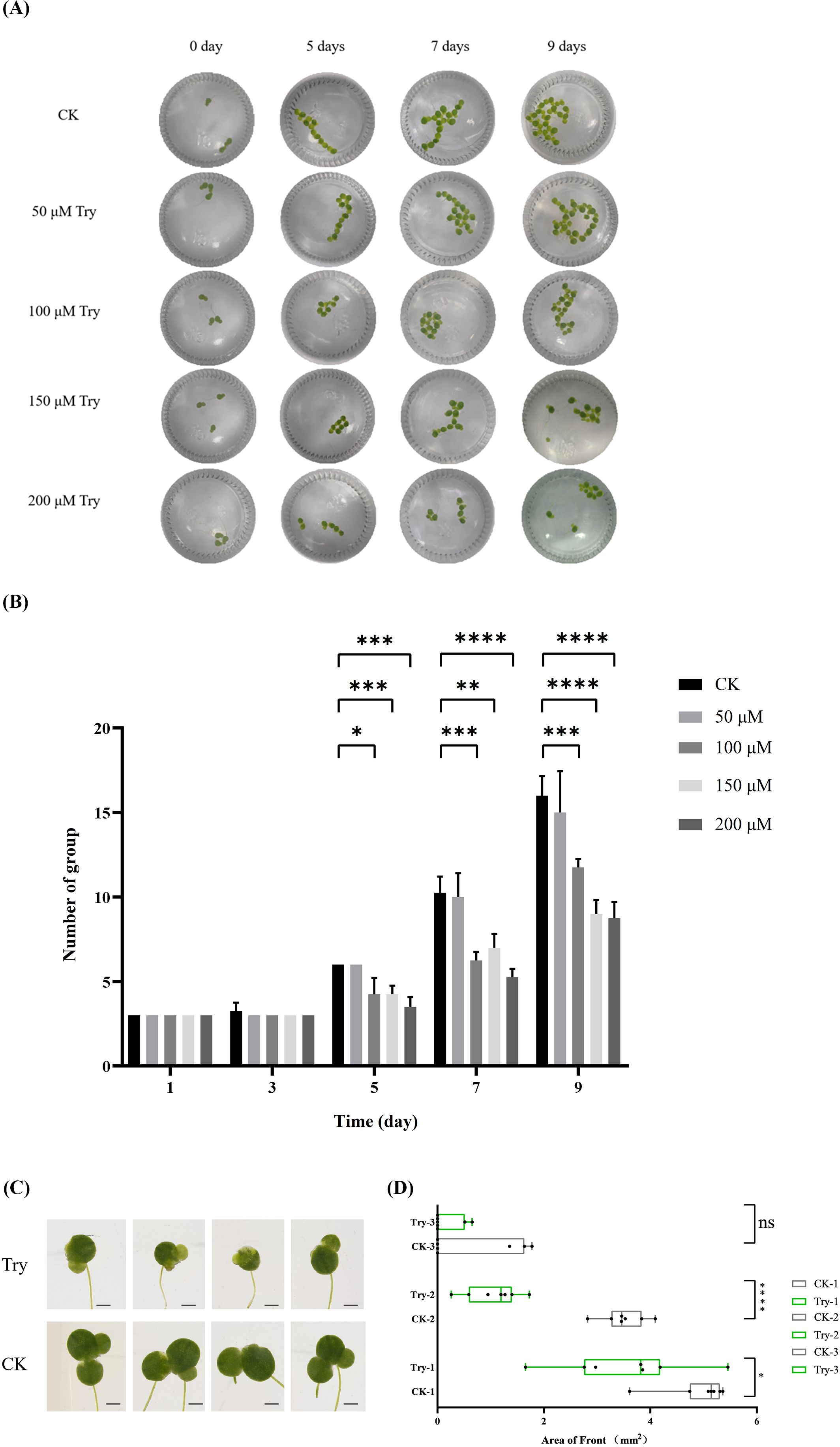 (A) Growth of plants over 0, 5, 7, and 9 days under different concentrations of Try (0, 50, 100, 150, 200 µM). (B) Bar graph showing the number of groups over time with significance markers, comparing different Try concentrations. (C) Images of plant samples treated with Try and CK demonstrating growth differences. (D) Box plot comparing plant front area in square millimeters for Try and CK samples, showing statistical significance.