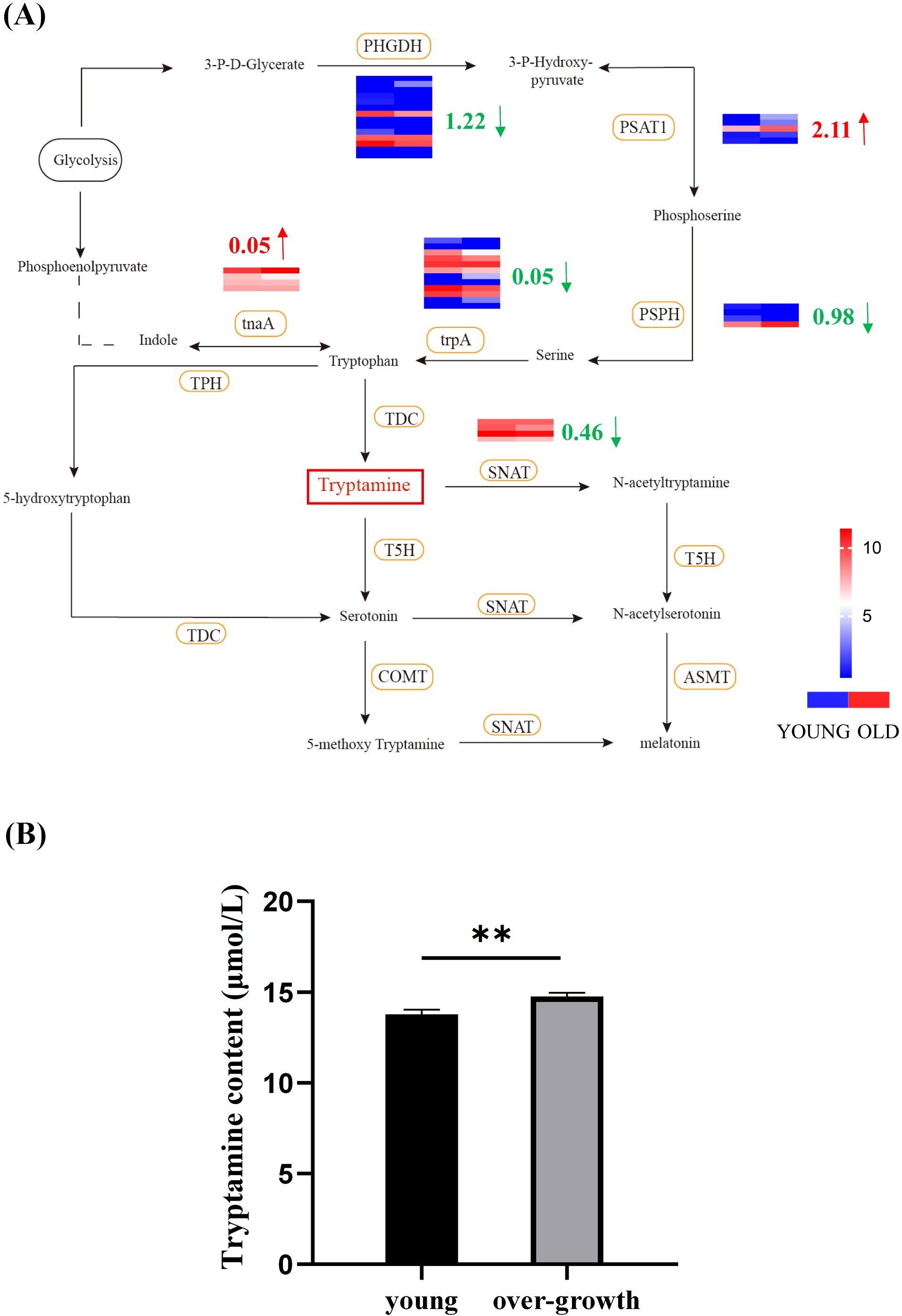 (A) Metabolic pathway flowchart illustrating changes in metabolite levels across different enzymes, highlighting variations in young versus old age groups. Heatmaps indicate changes with young in blue and old in red. Important enzymes like PHGDH and PSAT1 are annotated with specific numerical changes. (B) Bar graph comparing tryptamine content in young and over-growth conditions. The tryptamine content is higher in over-growth individuals, with a significant increase marked by double asterisks.