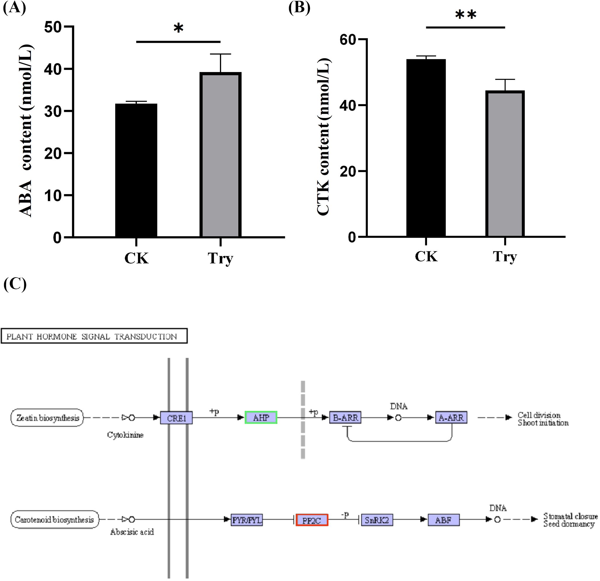Bar graphs and a signal transduction diagram. (A) ABA content shows a significant increase in Try compared to CK, with asterisk indicating significance. (B) CTK content shows a significant decrease in Try compared to CK, with double asterisks indicating significance. (C) Plant hormone signal transduction diagram outlines pathways for cytokinin and abscisic acid, involving components such as CRE1, AHP, B-ARR, PYR/PYL, PP2C, and SnRK2, linked to cellular functions like cell division, shoot initiation, stomatal closure, and seed dormancy.