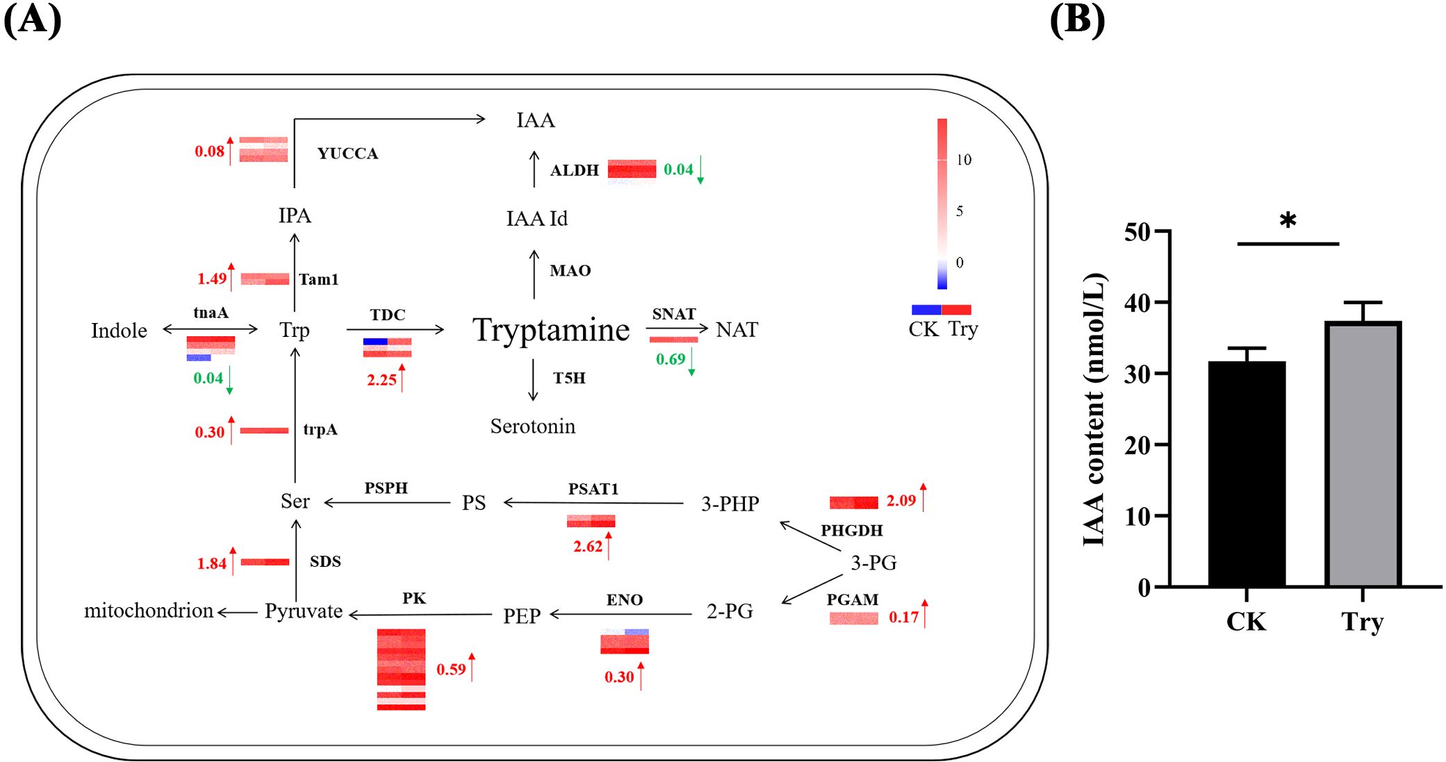 Diagram labeled (A) shows a pathway of tryptamine metabolism with various enzymes and metabolites, represented with red and blue bars indicating relative expression changes. Labeled (B) is a bar graph comparing IAA content between CK and Try conditions, showing higher values for Try with a significant difference marked by an asterisk.