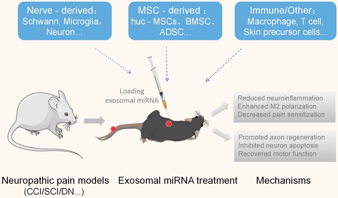 Diagram illustrating a study on exosomal miRNA treatment in neuropathic pain models. Sources of miRNA include nerve, MSC, and immune cells. A mouse model receives an injection, showing reduced neuroinflammation, enhanced M2 polarization, decreased pain, promoted axon regeneration, inhibited neuron apoptosis, and recovered motor function.