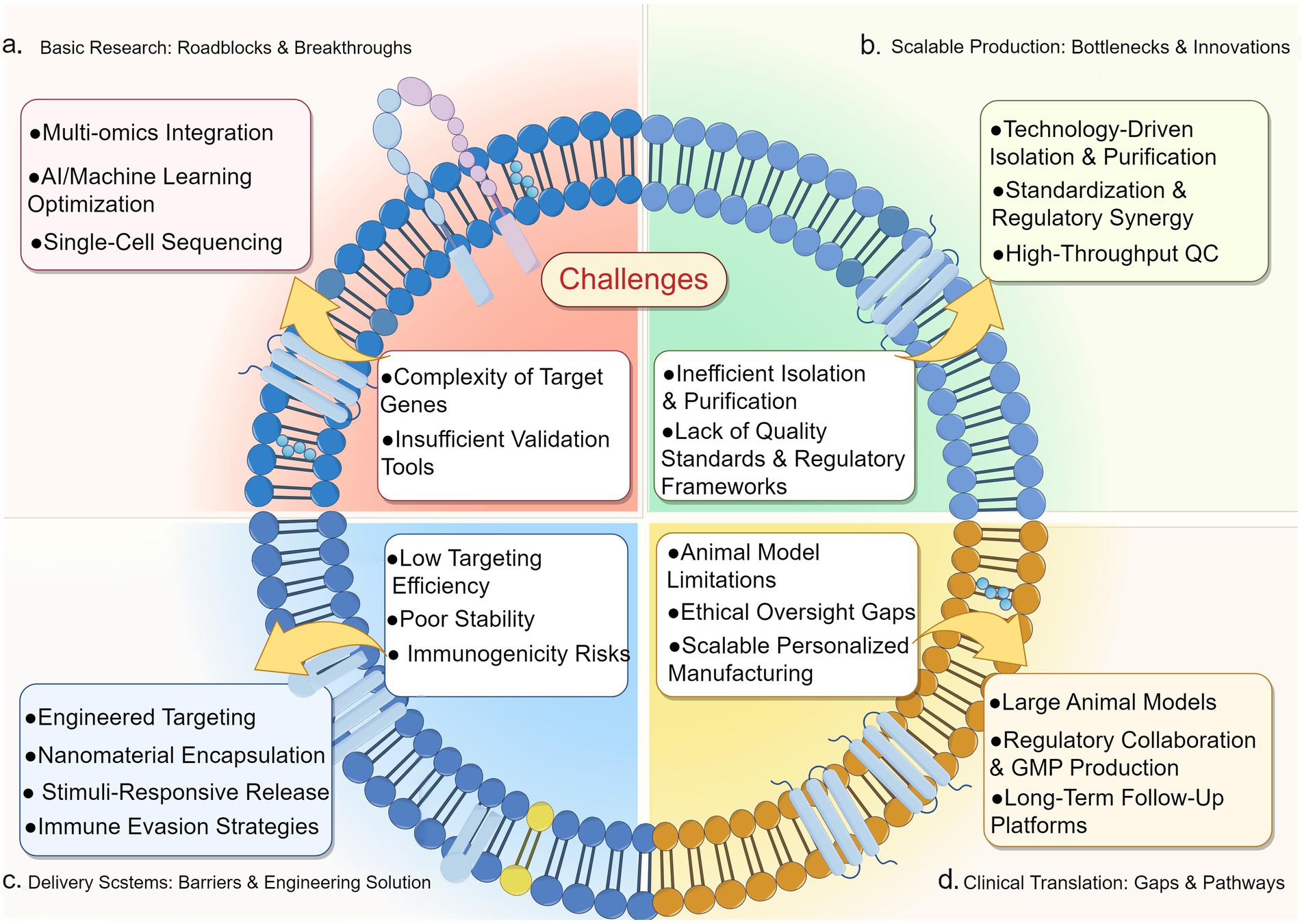 Diagram depicting challenges and solutions in research and production segmented into four quadrants: 1. Basic Research: Highlights multi-omics integration, AI optimization, and single-cell sequencing versus gene complexity and validation tool insufficiency.2. Scalable Production: Features technology-driven isolation and regulatory synergy against inefficiencies and lack of standards.3. Delivery Systems: Discusses engineered targeting and immune evasion against low targeting efficiency and stability issues.4. Clinical Translation: Covers large animal models and regulatory collaboration versus animal model limitations and ethical gaps.Arrows indicate the flow between challenges and innovations.