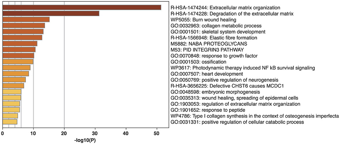 Horizontal bar chart showing biological processes ranked by significance, measured in -log10(P). The processes include extracellular matrix organization, burn wound healing, collagen metabolic process, and more, with corresponding identifiers on the right. Bars are color-coded, ranging from dark red to light yellow, representing significance levels.