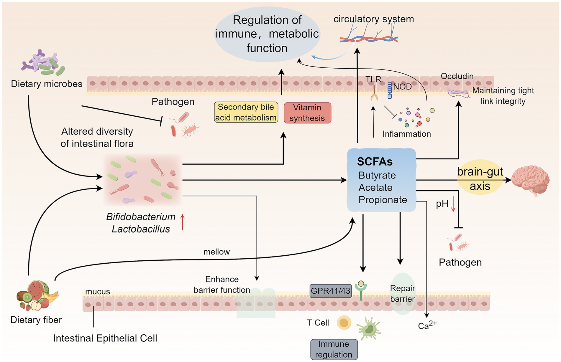 Diagram illustrating the gut-brain interaction emphasizing dietary microbes, intestinal flora, and immune regulation. It shows dietary fibers affecting mucus and epithelial cells, enhancing barrier function, and increasing Bifidobacterium and Lactobacillus. These influence secondary bile acid metabolism, vitamin synthesis, and reduce pathogen inflow. Short-chain fatty acids (SCFAs) like butyrate, acetate, and propionate affect the brain-gut axis, circulatory system, and immune regulation. They also maintain tight junction integrity and pH balance, reducing inflammation and pathogen impact on the intestinal barrier.