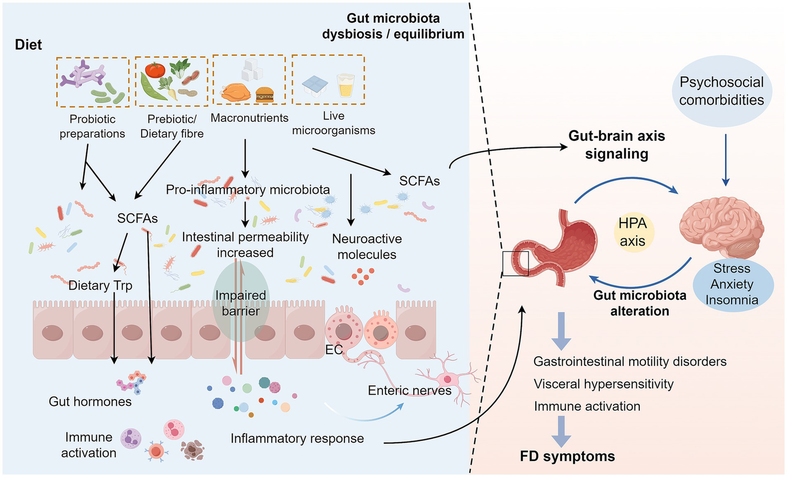Diagram illustrating the impact of diet on gut microbiota and its effects on health. It shows probiotic preparations, dietary fiber, macronutrients, and live microorganisms influencing gut microbiota. This affects intestinal permeability, immune system activation, and neuroactive molecule production. The gut-brain axis signaling involves gut microbiota alteration, impacting stress, anxiety, insomnia, and functional digestive symptoms like gastrointestinal disorders. The diagram highlights the interconnectedness between diet, gut health, psychological factors, and overall health.