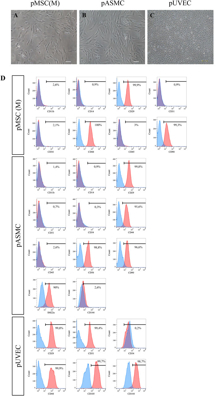 Microscopic images and immunophenotyping charts for the three cell types: pMSC(M), pASMC, and pUVEC. Images A, B, and C depict cell morphology. Panel D show flow cytometry histograms for several markers with respective positive and negative expression percentages.