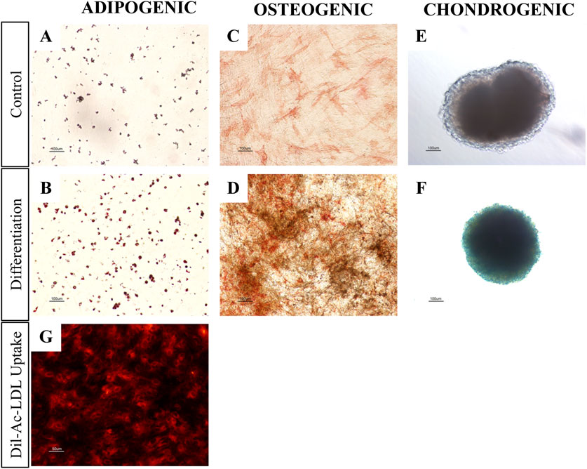 Microscopic images of cell staining following differentiation. Adipogenic differentiation images (A and B): Control shows sparse cells, Differentiation shows numerous dark red-stained cells. Osteogenic differentiation images (C and D): Control appear plain, Differentiation shows dense red-stained regions. Chondrogenic differentiation images (E and F): Control has a dense, unstained central mass, Differentiation shows a similar shaped mass with a blue hue. G Shows Dil-Ac-LDL Uptake with red fluorescent endothelial cells.