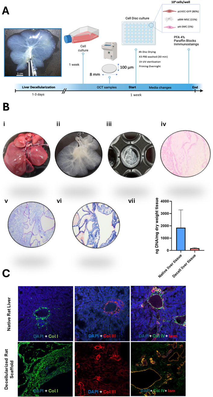 Diagram depicting a liver decellularization and cell culture process. Panel A shows the timeline and steps, including liver decellularization, OCT sampling, and cell disc culture preparation. Panel B displays images of liver changes at various stages, including untreated, decellularized, and cultured tissues, and a graph comparing DNA measurements in native versus decellularized liver. Panel C presents fluorescent images showing differences between native and decellularized livers labeled with DAPI, collagen I, collagen III, collagen IV, and laminin.