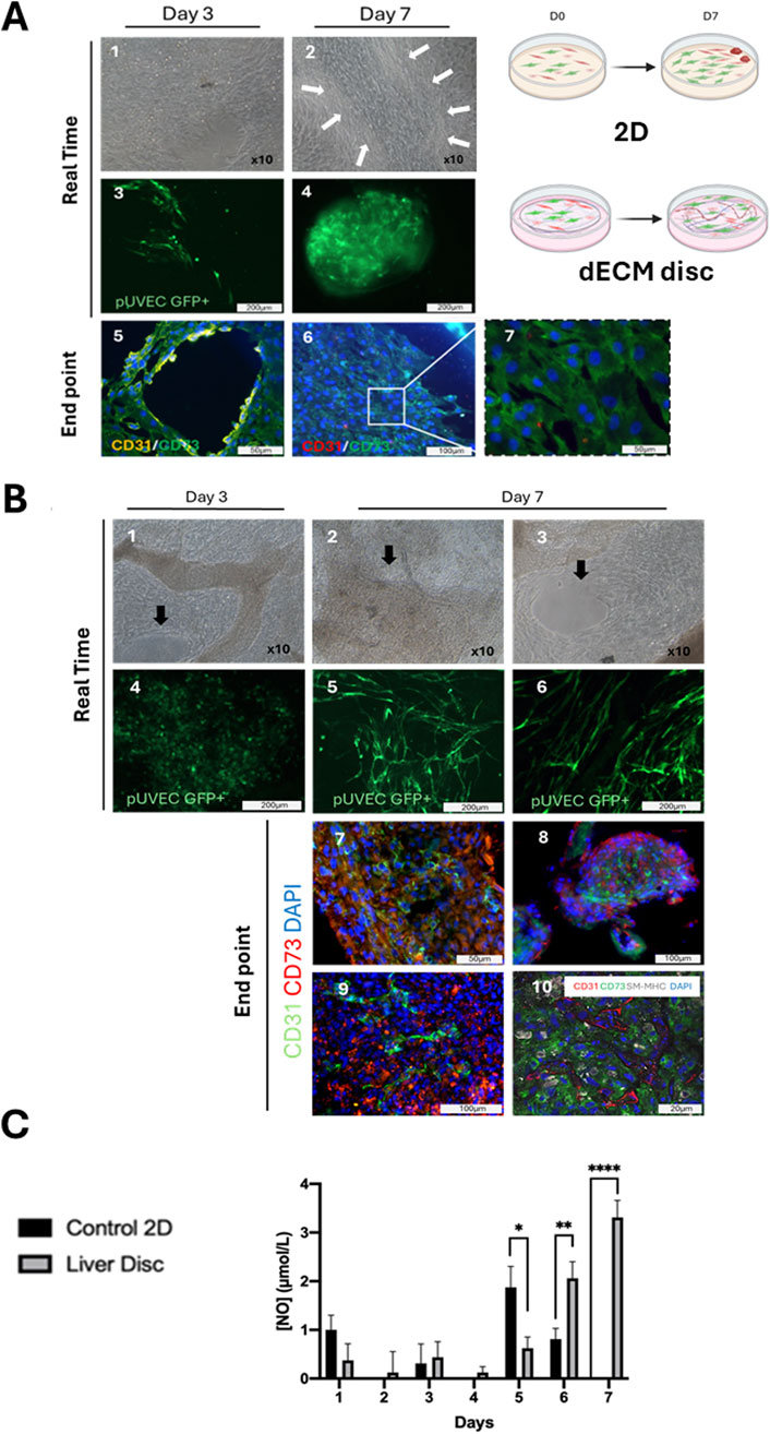 Panel A shows micrographs of cell cultures on Day 3 and Day 7, featuring pUVEC GFP+ cells and CD31/CD73 staining with dECM disc illustrations. Panel B includes similar micrographs of cells on the same days, highlighting pUVEC GFP+ cells and stained sections with CD31/CD73/DAPI markers. Panel C presents a bar graph comparing nitric oxide levels in Control 2D and Liver Disc samples over seven days, indicating significant differences at various time points.