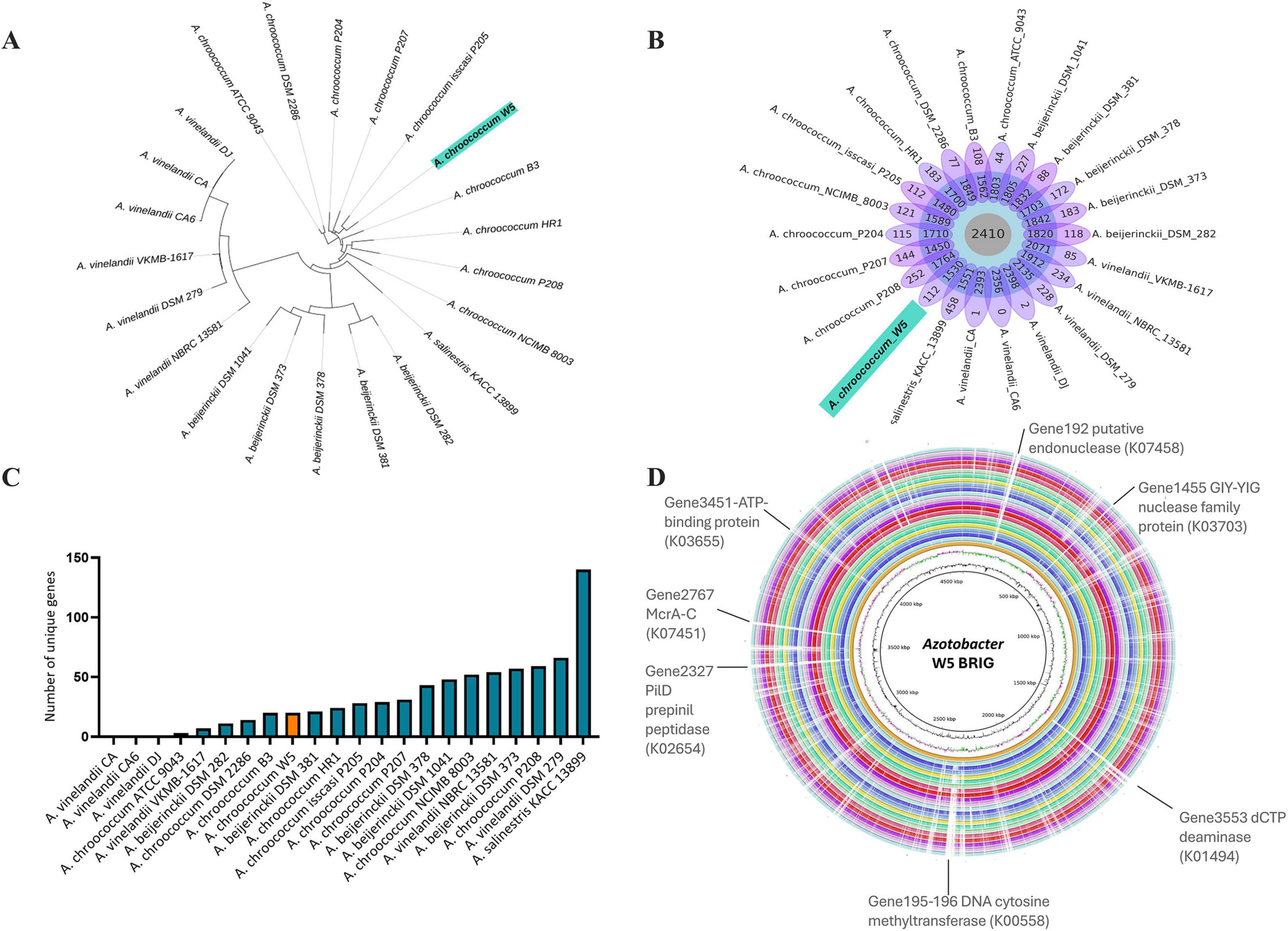 Panel A shows a phylogenetic tree of various Azotobacter strains, highlighting A. chroococcum W5. Panel B is a Venn diagram indicating shared genetic elements among strains, with “2410” in the center and strains labeled around it. Panel C is a bar chart displaying the number of unique genes for each strain, with A. chroococcum W5 marked. Panel D is a circular genome visualization of Azotobacter W5 BRIG, highlighting specific genes, including ATP-binding protein, putative endonuclease, and DNA cytosine methyltransferase.