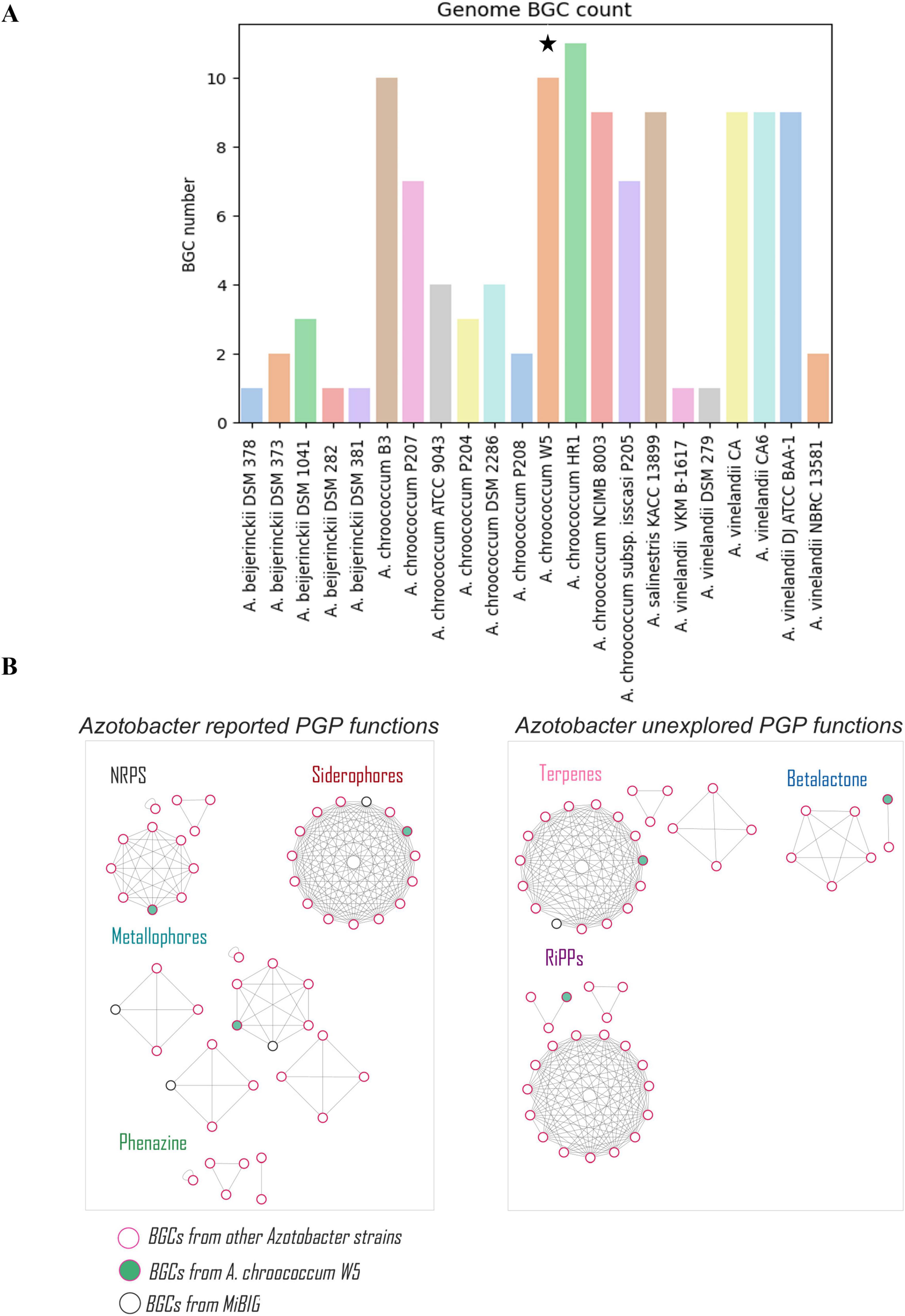 Graph A displays the genome BGC count across various Azotobacter strains, with A. chroococcum W5 marked with a star indicating the highest count. Diagram B shows networks of Azotobacter’s reported and unexplored PGP functions, featuring NRPS, siderophores, metallophores, phenazine, terpenes, RiPPs, and betalactone. Circles represent BGCs from MiBIG, A. chroococcum W5, and other strains.