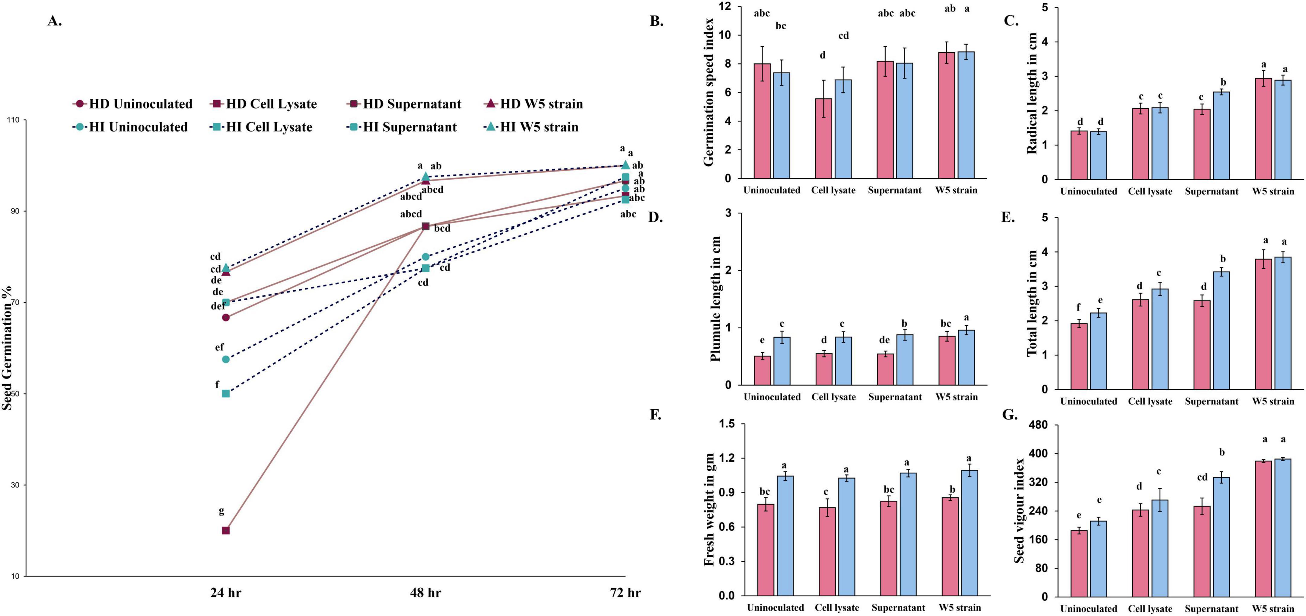 Graphs A to G depict seed germination and growth metrics, comparing uninoculated, cell lysate, supernatant, and W5 strain treatments over time. A shows germination percentage over 72 hours. B to G illustrate germination speed index, radicle length, plumule length, total length, fresh weight, and seed vigor index, respectively. Blue and pink bars represent different experimental conditions. Statistical annotations indicate significant differences.