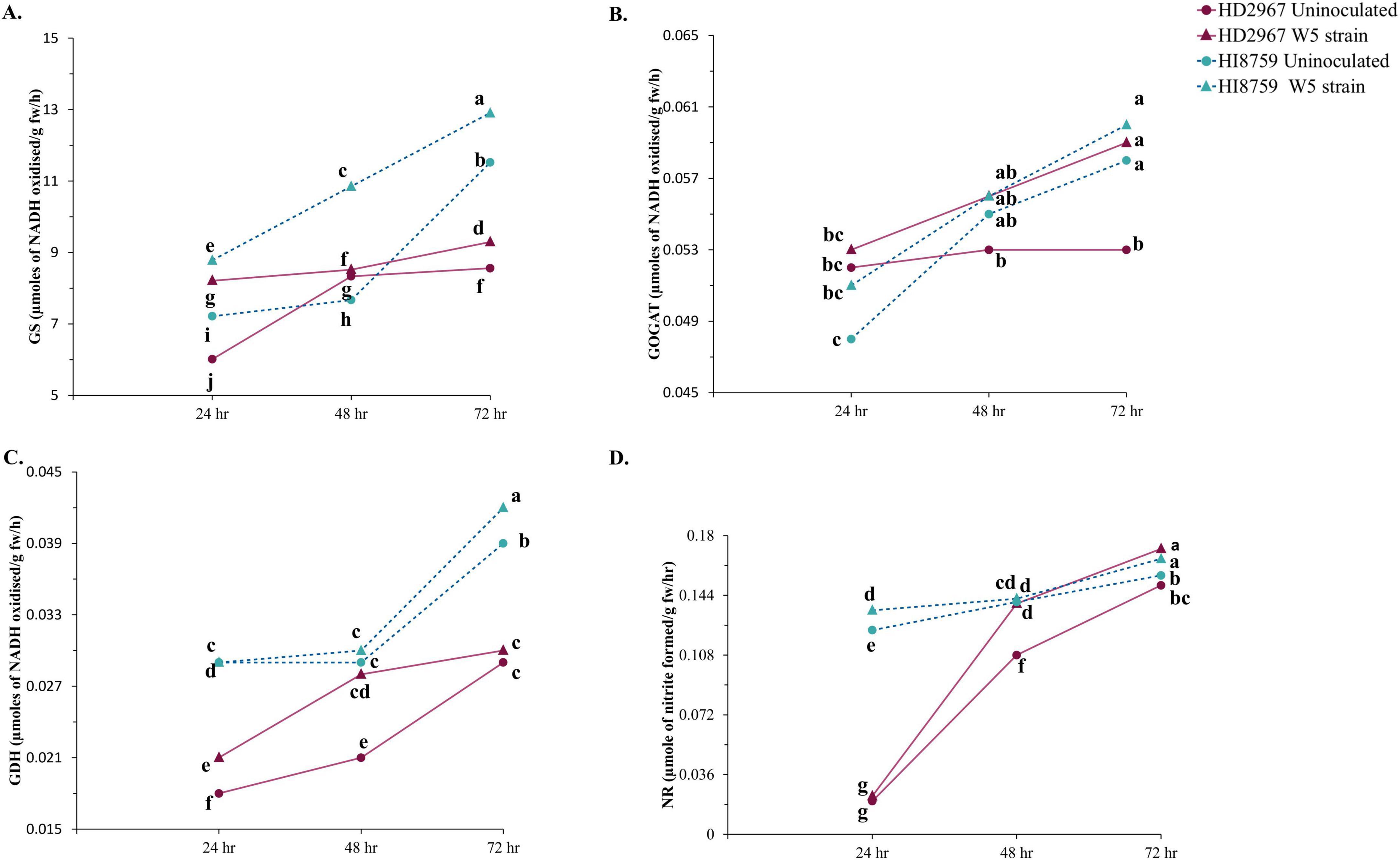 “Four line graphs labeled A to D. Each graph compares different strains of bacteria over 24, 48, and 72 hours, showing measurements of NADH oxidized or nitrite formed. Each line represents a strain, and letters indicate statistical groupings: A. Graph shows GS enzyme activity. B. Graph shows GOGAT enzyme activity. C. Graph shows GDH enzyme activity. D. Graph shows NR enzyme activity. Legends differentiate uninoculated strains and W5 strains of HD2967 and HI8759.”