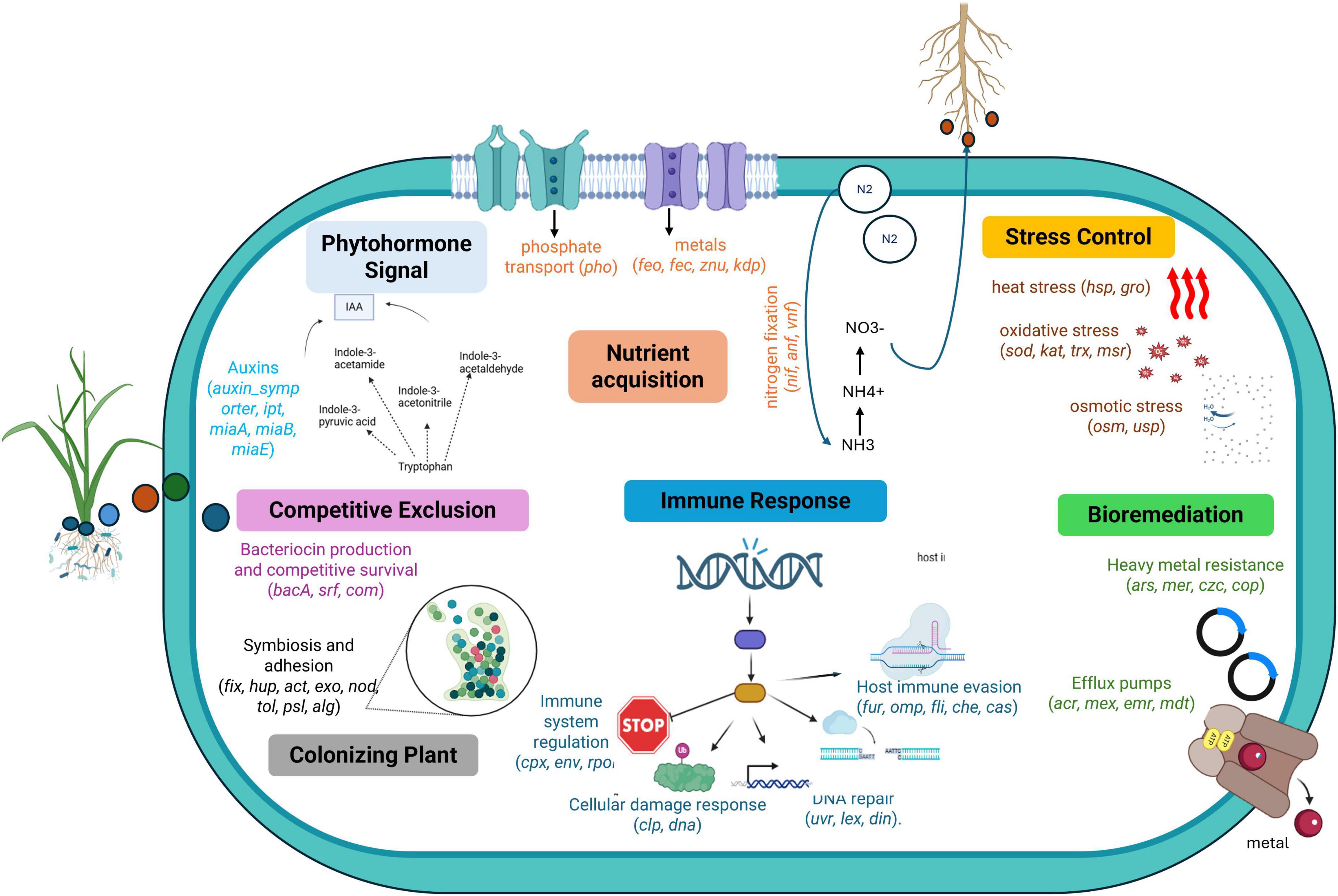 Diagram illustrating the interactions of bacteria in soil, focusing on nutrient acquisition, stress control, bioremediation, immune response, and competitive exclusion. Key components include phytohormone signaling, metal transport, nitrogen fixation, and stress-related gene functions. Descriptions mention auxin production, bacteriocin production, symbiosis, immune evasion, heavy metal resistance, and efflux pumps. Visual elements include arrows representing processes, symbols for chemical elements, and graphics of plants and roots to illustrate colonization and environmental interactions.