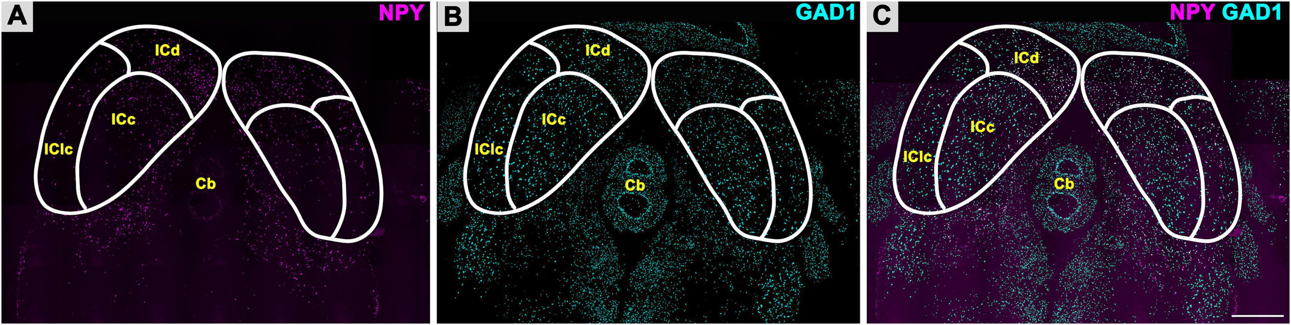 Three panels show brain regions with distinct labels and colors. Panel A displays NPY in magenta, highlighting regions ICd, ICc, IClc, and Cb outlined in white. Panel B shows GAD1 in cyan with similar regions. Panel C merges both colors, showing overlap. Each panel is outlined with the same brain region markers.