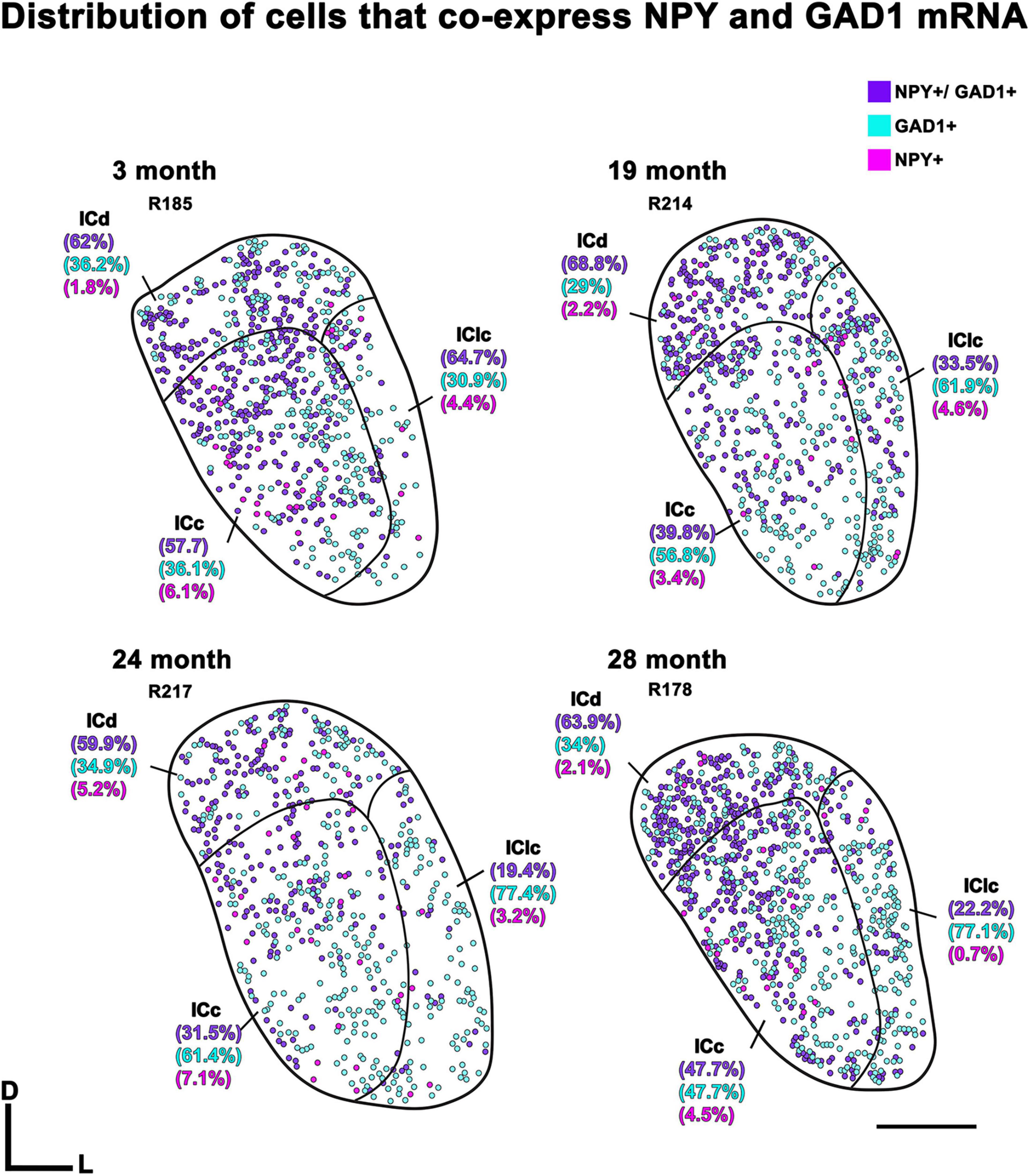 Cell distribution diagrams showing co-expression of NPY and GAD1 mRNA at 3, 19, 24, and 28 months. Each panel displays clusters of colored dots: purple for NPY+/GAD1+, blue for GAD1+, and pink for NPY+. Regions ICd, IClc, and ICc are labeled with percentages of each expression type. A scale bar and directional markers are included.