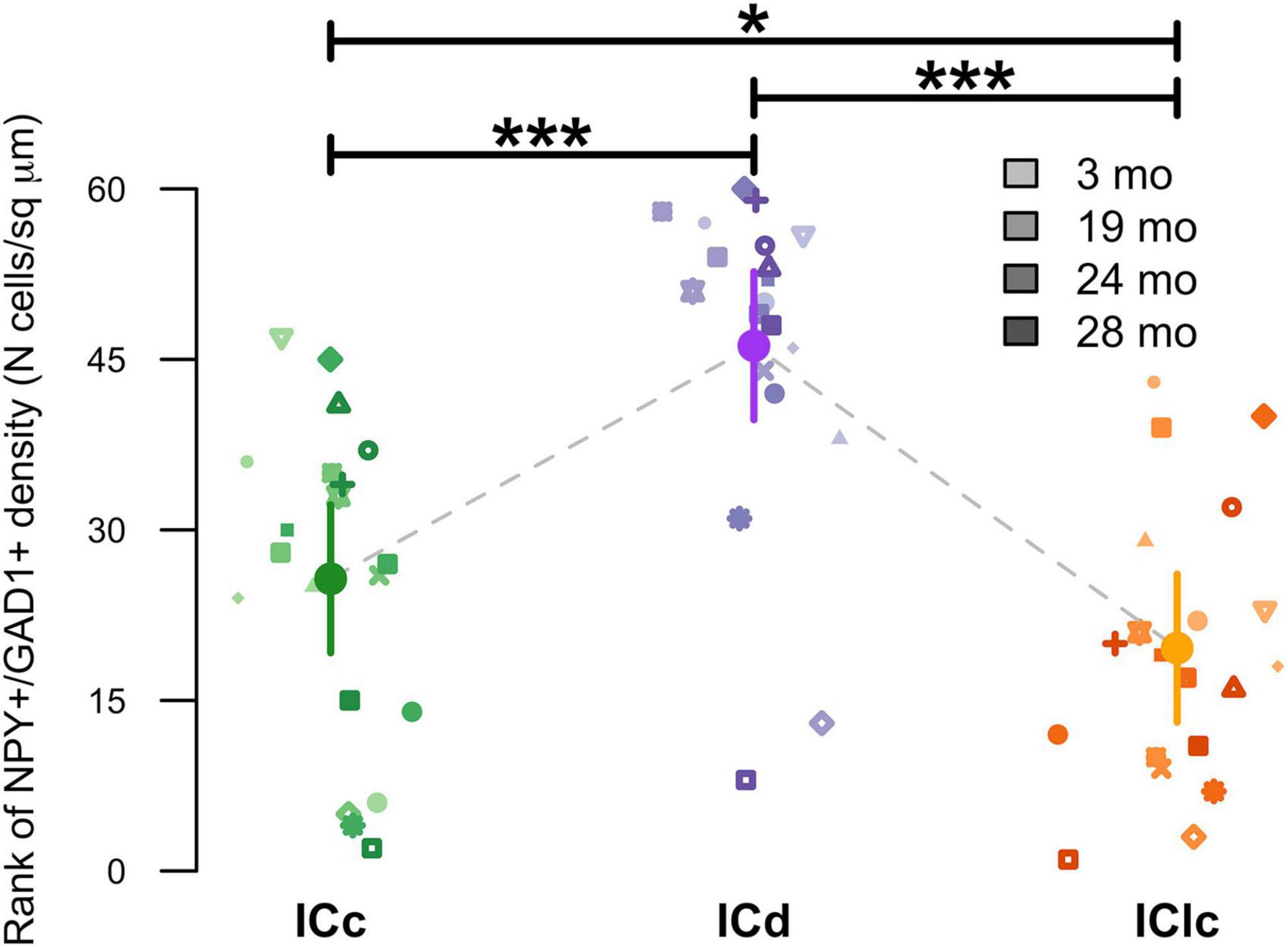 Scatter plot showing the rank of NPY+/GAD1+ cell density across three groups: ICc, ICd, and IClc. Symbols represent different age groups at 3, 19, 24, and 28 months. ICc is in green, ICd in purple, and IClc in orange. Error bars indicate variability within groups. Asterisks denote statistically significant differences between groups, with more asterisks indicating higher significance.