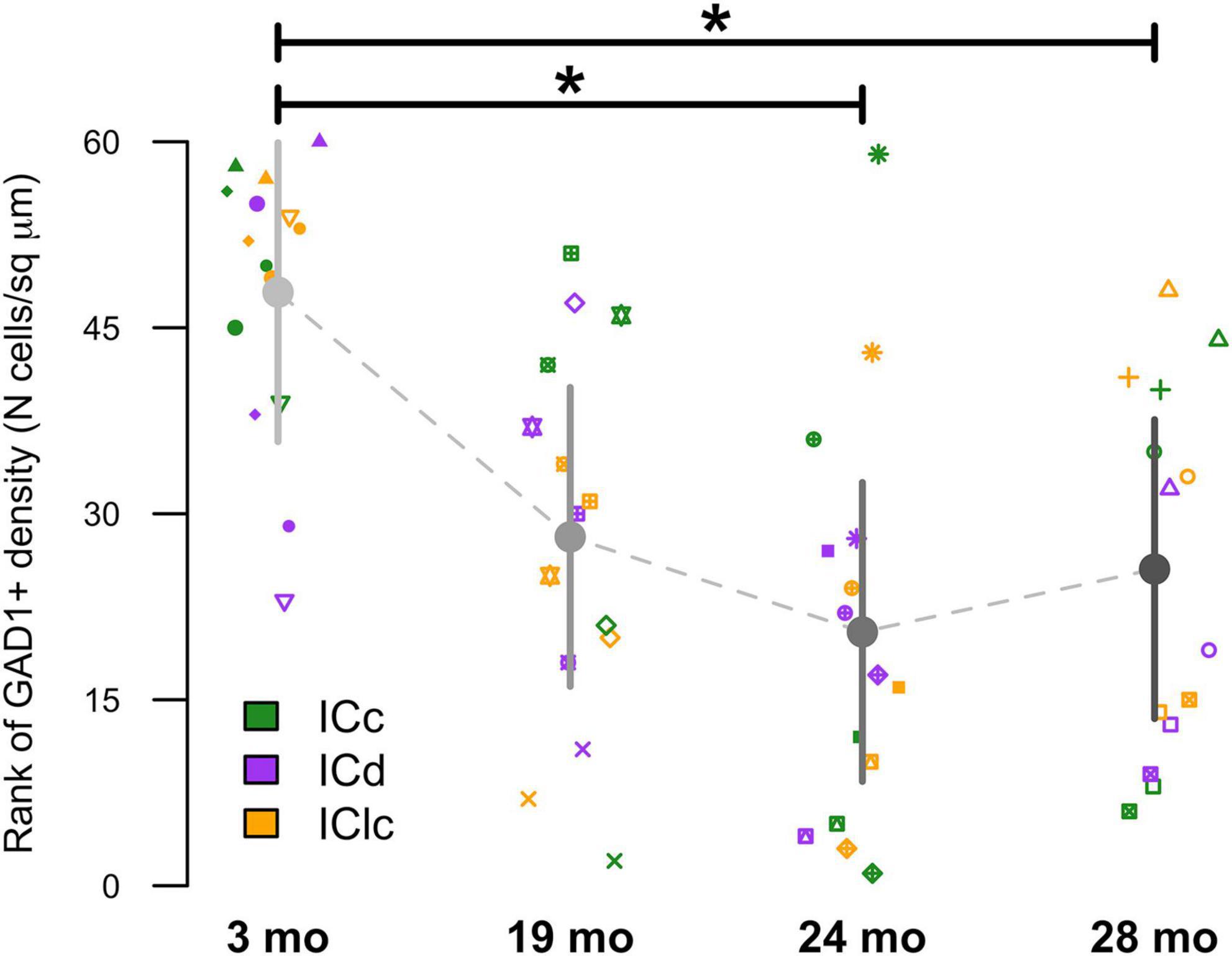 Scatter plot showing rank of GAD1+ density (number of cells per square micrometer) over time, at 3, 19, 24, and 28 months. Data points are marked in different shapes for ICc, ICd, and IClc, using green squares, purple squares, and yellow squares, respectively. Averages are connected with a dotted line, with error bars. Significant differences are indicated with asterisks over horizontal lines.