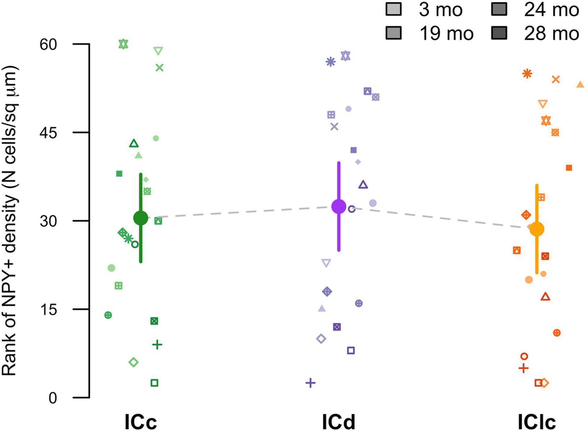 Scatter plot showing the rank of NPY+ cell density across three groups: ICc, ICd, and IClc, with data points in shades of green, purple, and orange. Different symbols represent months: 3, 19, 24, and 28. Vertical error bars indicate variation within each group.