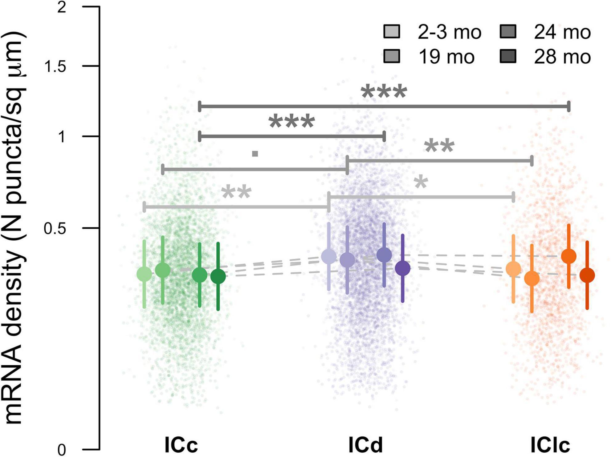 Dot plot showing mRNA density (N puncta/sq. µm) across three groups: ICc, ICd, and IClc, with data points in green, purple, and orange respectively. Different symbols represent age groups: 2-3, 19, 24, and 28 months. Statistical significance is indicated with asterisks, with three asterisks denoting p < 0.001, two for p < 0.01, and one for p < 0.05. Horizontal brackets show comparisons.