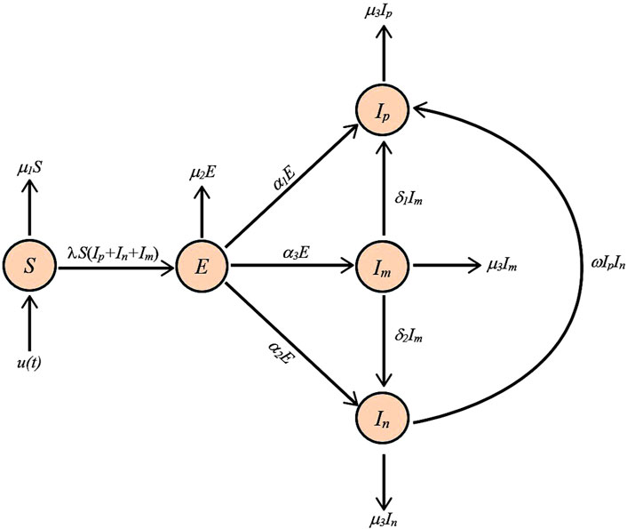 Flowchart illustrating a disease transmission model with compartments: Susceptible (S), Exposed (E), Infectious with symptoms (Ip), Infectious mild (Im), and Infectious severe (In). Arrows represent transition rates between compartments, labeled with different parameters like infection rate (λ), progression (α), recovery (δ), mortality (μ), and control measures (u(t)).