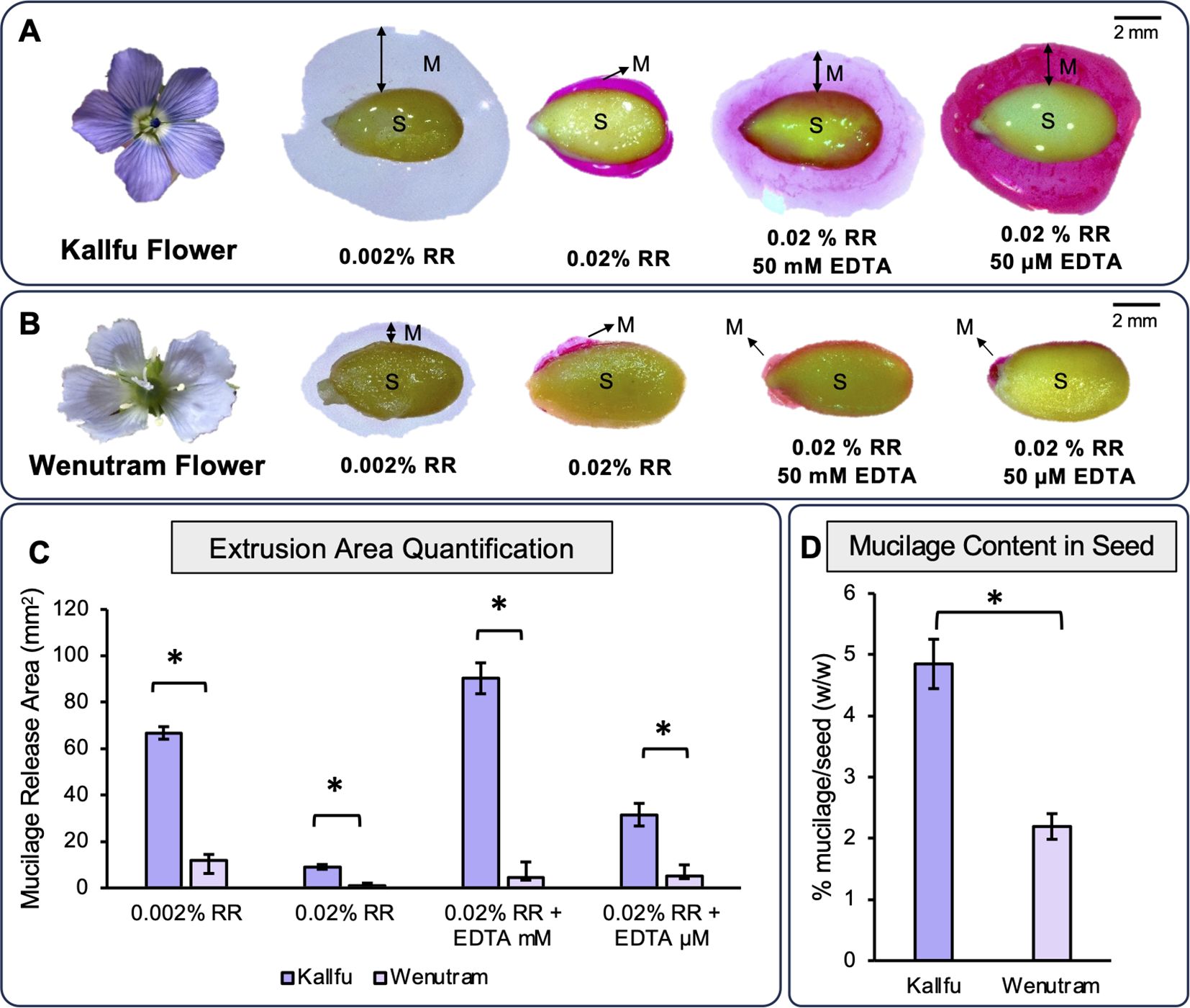 Images A and B show Kallfu and Wenutram flowers with seeds treated with different concentrations of Ruthenium Red and EDTA, highlighting mucilage (M) around the seeds (S). Image C displays a bar graph comparing mucilage release area (mm²) for both flower types under various treatments, showing significant differences. Image D presents a bar graph comparing the percentage of mucilage per seed (w/w) between Kallfu and Wenutram, with Kallfu having higher mucilage content. Asterisks indicate significant differences.