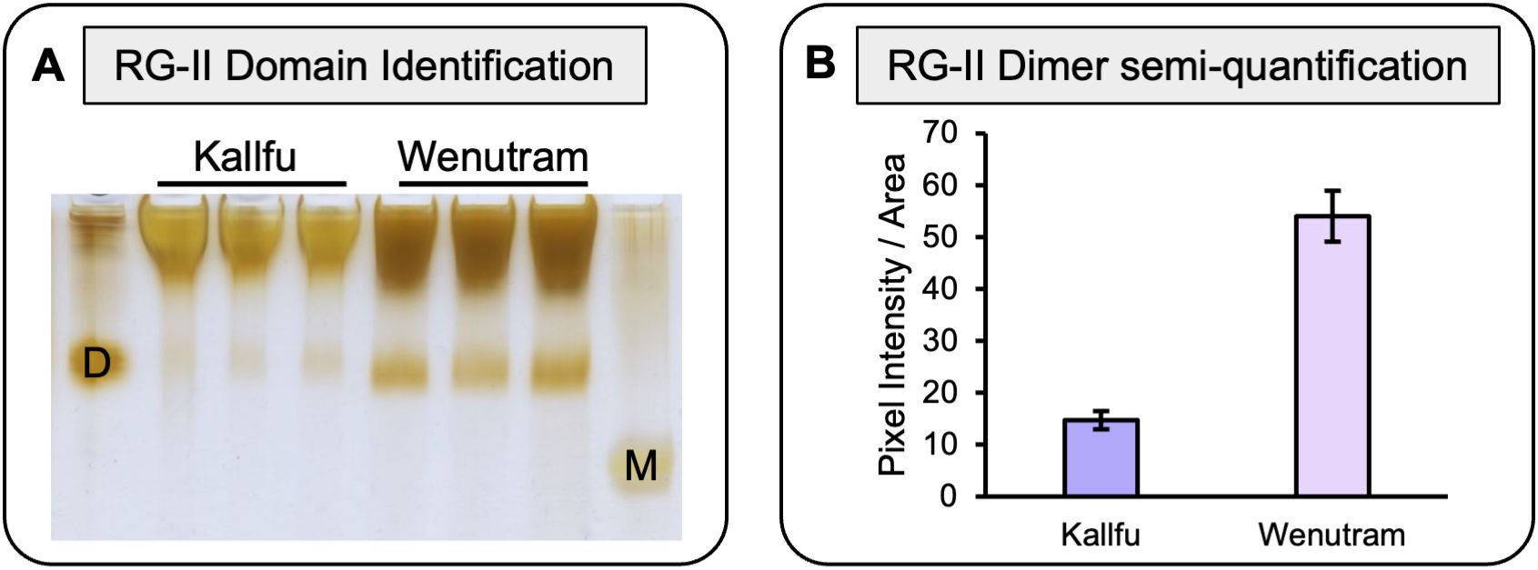 Panel A shows an electrophoresis gel with bands for RG-II domain identification under Kallfu and Wenutram labels, marked with D for dimer and M for monomer. Panel B presents a bar graph titled RG-II Dimer semi-quantification, indicating higher pixel intensity for Wenutram compared to Kallfu, suggesting more abundant dimers.