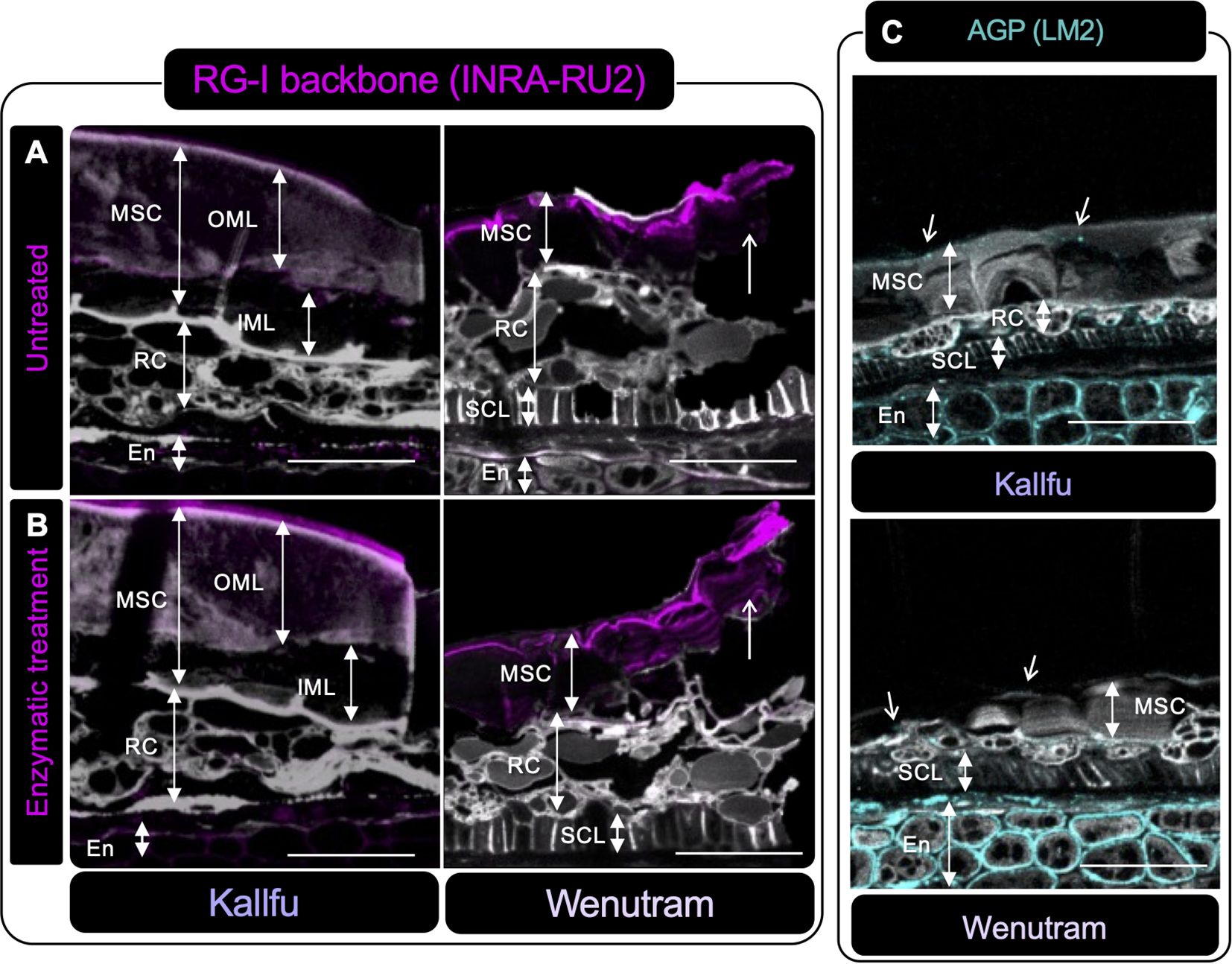 Microscopic images showing the effects of enzymatic treatment on plant tissues. Panel A displays untreated samples with purple highlighting (RG-I backbone INRA-RU2) in Kallfu and Wenutram. Panel B shows similar tissues after enzymatic treatment, with notable changes in structure. Panel C presents AGP (LM2) stained images of Kallfu and Wenutram, highlighting different tissue layers. Labels such as MSC, OML, IML, RC, SCL, and En indicate various tissue regions, and scales are provided for reference.