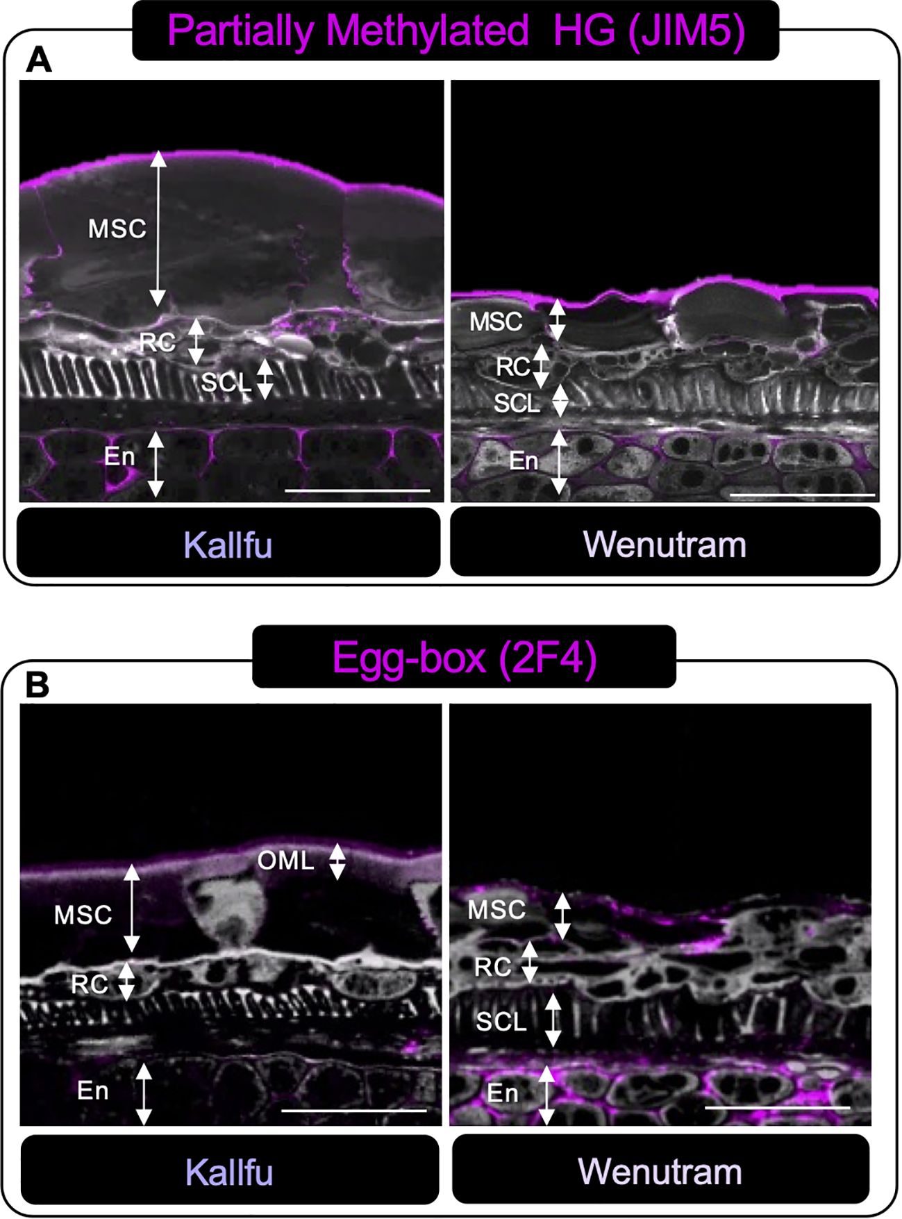 Microscopic images show plant tissue sections labeled for partially methylated HG (JIM5) and Egg-box (2F4). Panel A, labeled “Partially Methylated HG”, has two sections: Kallfu and Wenutram, highlighting MSC, RC, SCL, and En layers. Panel B, labeled “Egg-box”, also displays Kallfu and Wenutram sections, emphasizing MSC, RC, SCL, OML, and En layers. Pink staining indicates specific regions.
