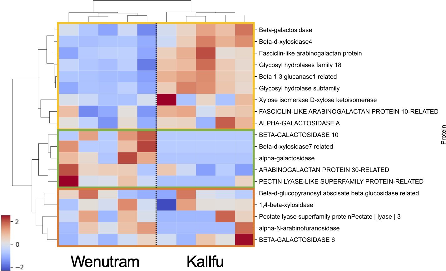 Heatmap showing protein expression levels in Wenutram and Kallfu. Proteins are listed on the right. Blue shades indicate lower expression, and red shades indicate higher expression. A color gradient scale from -2 (blue) to 2 (red) is shown. Dendrograms on the top and left classify the data.