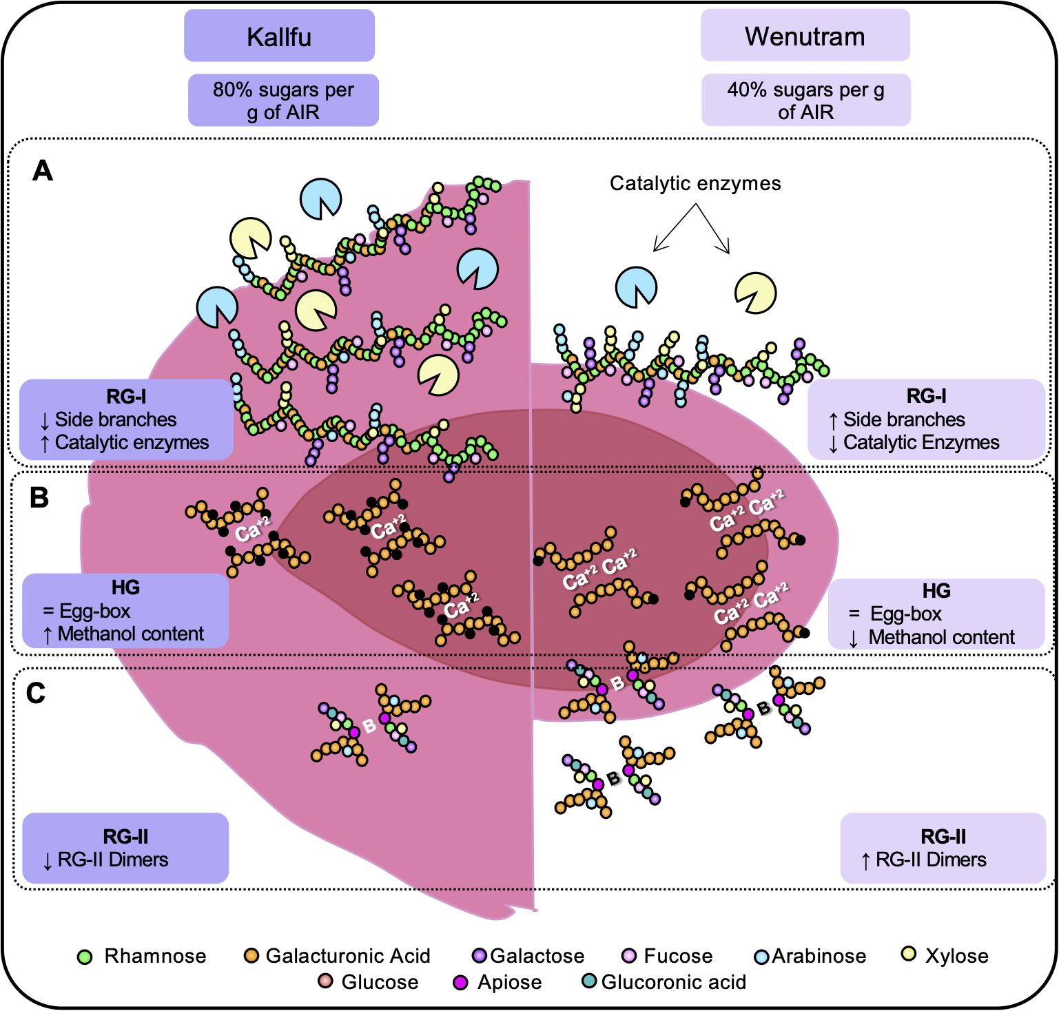 Schematic representation of the main cell wall changes that could explain the differences in mucilage extrusion between Kallfu and Wenutram flax seeds.