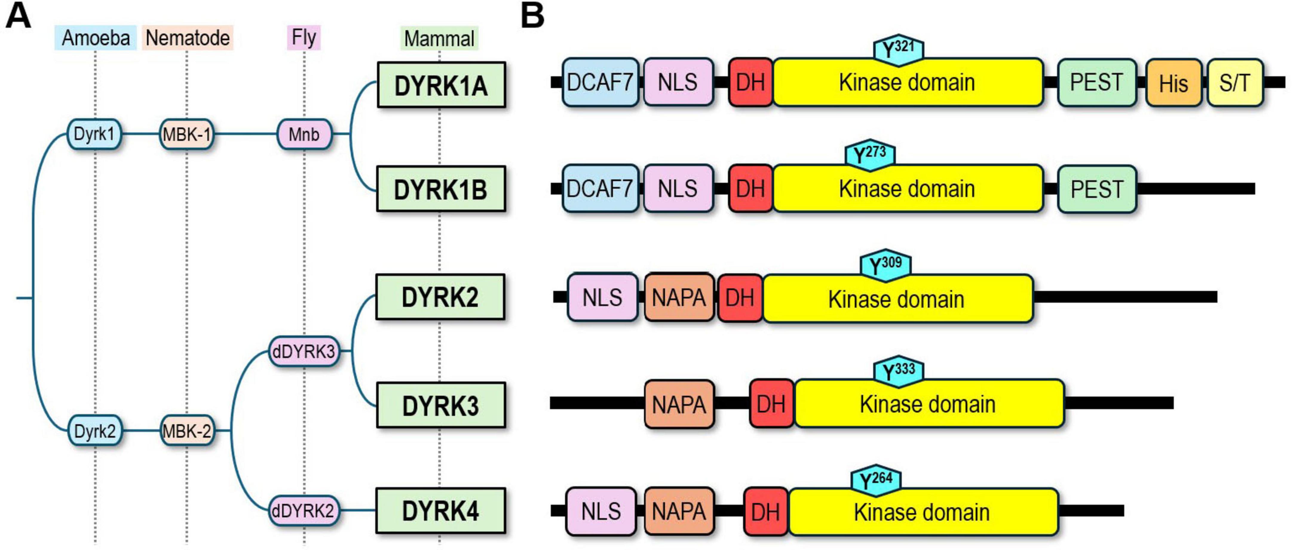 “Diagram showing the homology and structure of DYRK family proteins. Panel A illustrates the lineage across species: amoeba, nematode, fly, and mammals, highlighting Dyrk1, MBK-1, Mnb, DYRK1A/B, DYRK2, DYRK3, and DYRK4. Panel B details protein domains, including DCAF7, NLS, DH, kinase domain, PEST, His, and S/T regions, along with specific tyrosine phosphorylation sites Y321, Y273, Y309, Y333, and Y264.”