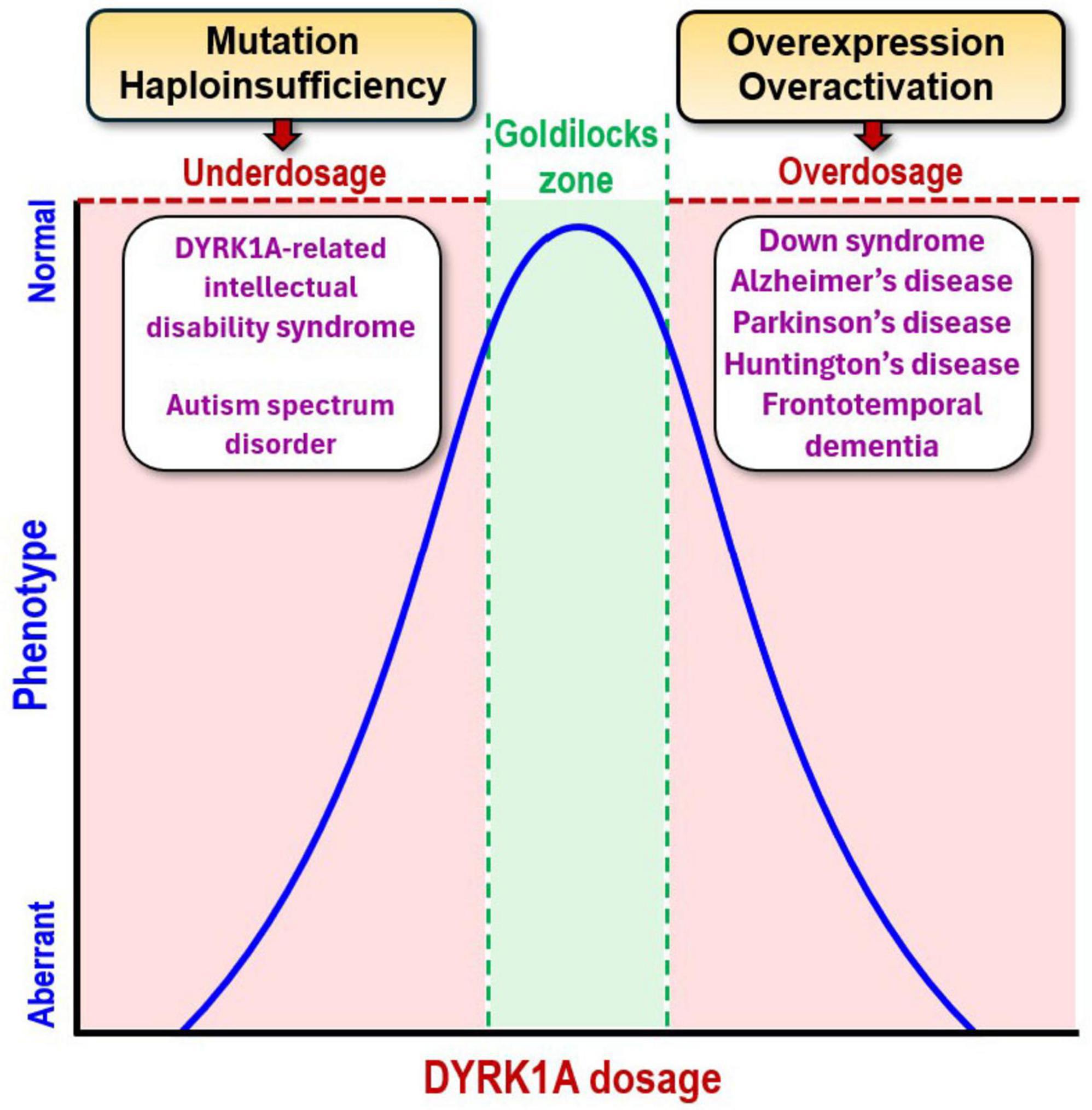 Graph illustrating the relationship between DYRK1A dosage and phenotype. A bell curve shows the “Goldilocks zone” at the peak, indicating normal phenotype. Under-dosage on the left leads to conditions like DYRK1A-related intellectual disability syndrome and autism spectrum disorder. Over-dosage on the right is associated with Down syndrome, Alzheimer’s, Parkinson’s, Huntington’s disease, and frontotemporal dementia.
