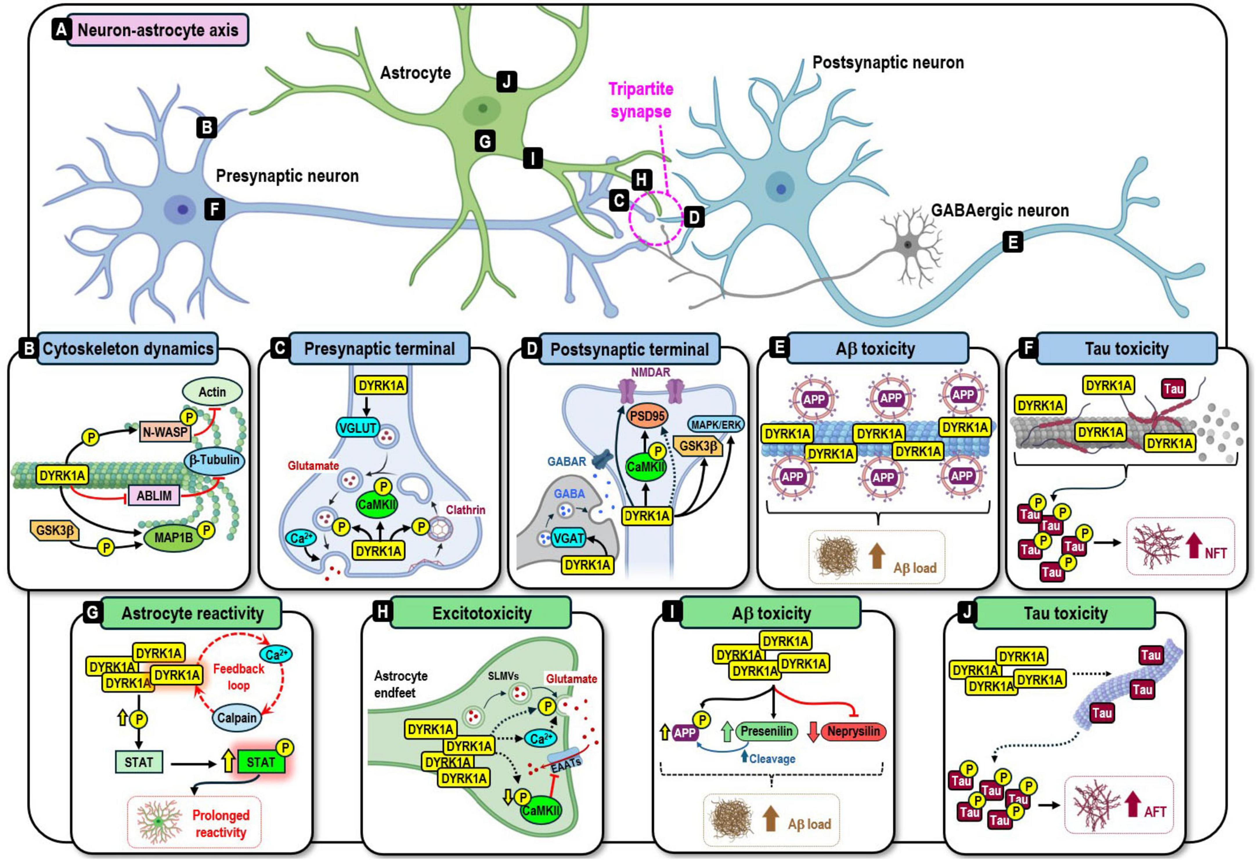 “Diagram illustrating the neuron-astrocyte axis and synaptic dynamics. It features diagrams labeled A to J, highlighting presynaptic and postsynaptic neurons, astrocyte interactions, and topics like cytoskeleton dynamics, presynaptic terminal, postsynaptic terminal, Aβ and Tau toxicity, astrocyte reactivity, and excitotoxicity. Processes involve proteins such as DYRK1A, PSD95, and GSK3β, emphasizing interactions between different synaptic and cellular components. The relationship between DYRK1A and neurological factors like Aβ toxicity, Tau toxicity, and neurofibrillary tangles is also shown.”