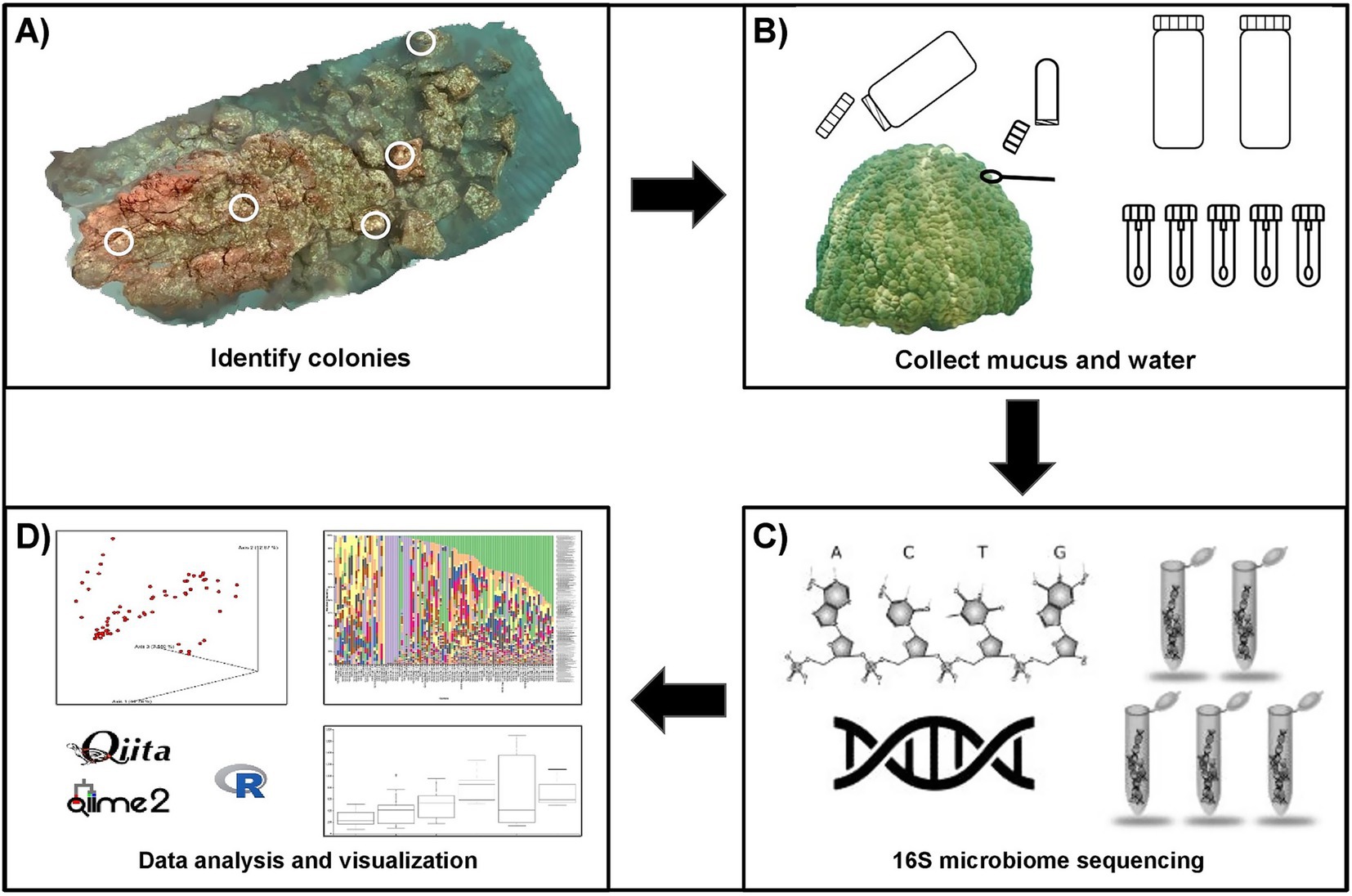 Flowchart illustrating a scientific process: A) Identify colonies on a coral-like structure. B) Collect mucus and water using various containers. C) Perform 16S microbiome sequencing, depicted by DNA strands and test tubes. D) Analyze and visualize data with graphs and software logos for Qiita, QIIME 2, and R. Arrows indicate the sequence from identification to data analysis.