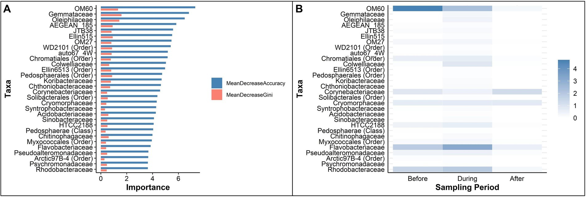 Panel A shows a horizontal bar chart ranking taxa based on importance, measured by Mean Decrease Accuracy and Mean Decrease Gini. Panel B is a heatmap illustrating the presence of the same taxa during different sampling periods: before, during, and after. The color scale indicates the degree of presence, from zero to four.