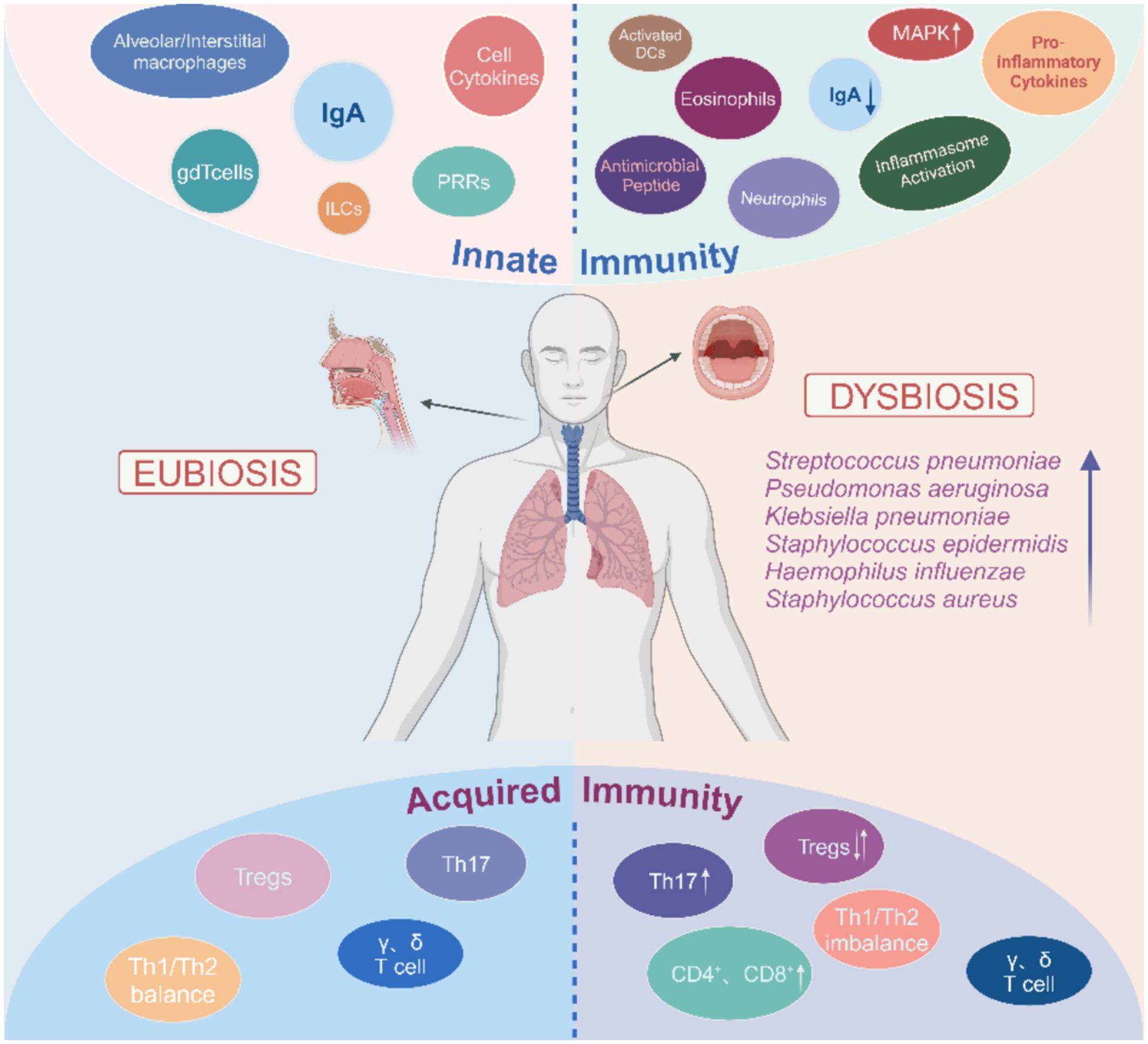 Diagram showing interactions between innate and acquired immunity in the context of eubiosis and dysbiosis. Innate immunity includes alveolar macrophages, cytokines, and IgA. Acquired immunity features Tregs and Th cells. Eubiosis is associated with healthy throat flora, while dysbiosis is linked to pathogens like Streptococcus pneumoniae and Staphylococcus aureus. The diagram highlights immune components like eosinophils and antimicrobial peptides, emphasizing balance in immune responses.