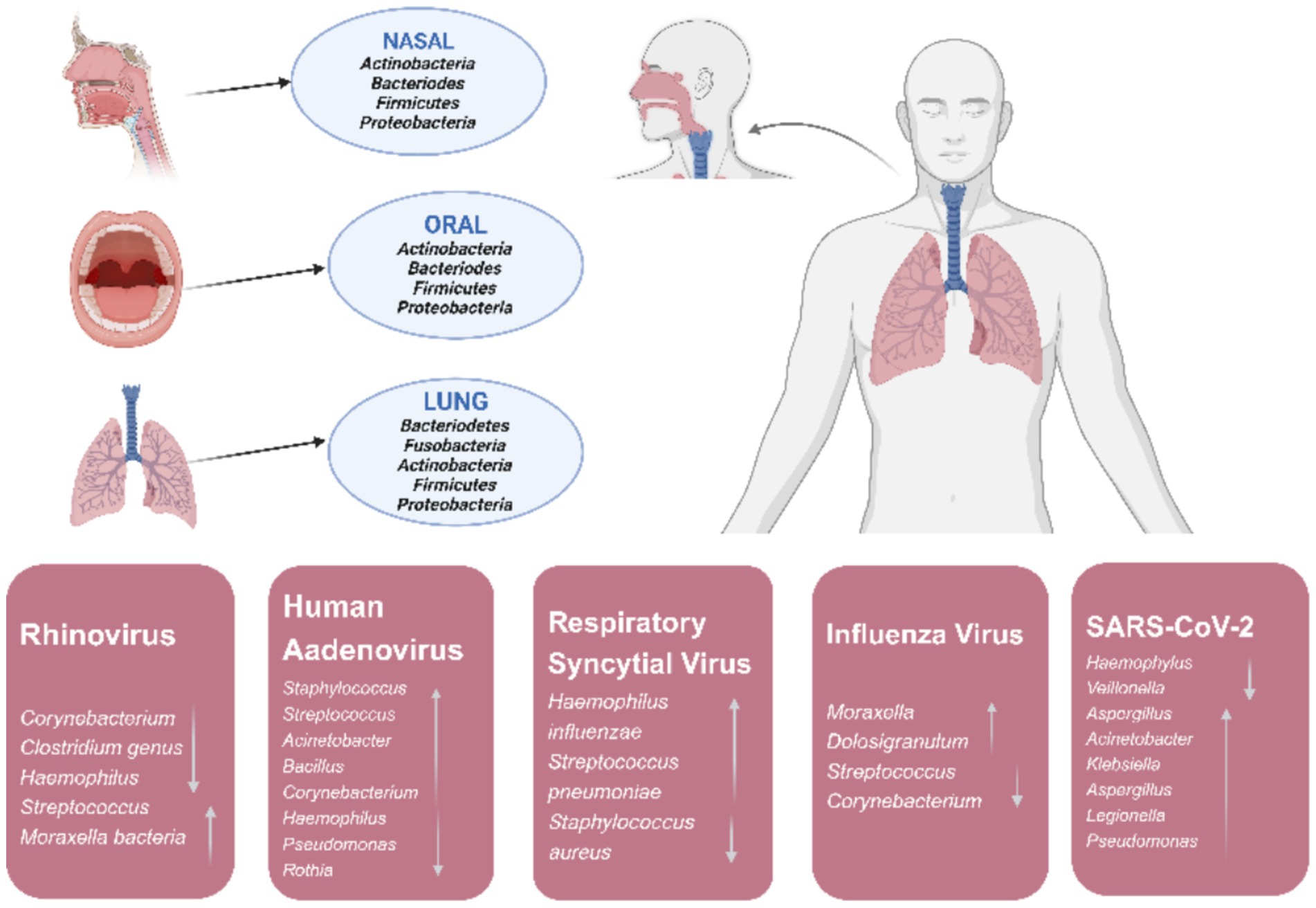 Diagram showing the respiratory microbiome's role in respiratory diseases. It illustrates nasal, oral, and lung microbiomes, listing dominant bacteria for each. Below, tables list bacterial interactions with five viruses: Rhinovirus, Human Adenovirus, Respiratory Syncytial Virus, Influenza Virus, and SARS-CoV-2, indicating the association and influence of specific bacteria on each virus.