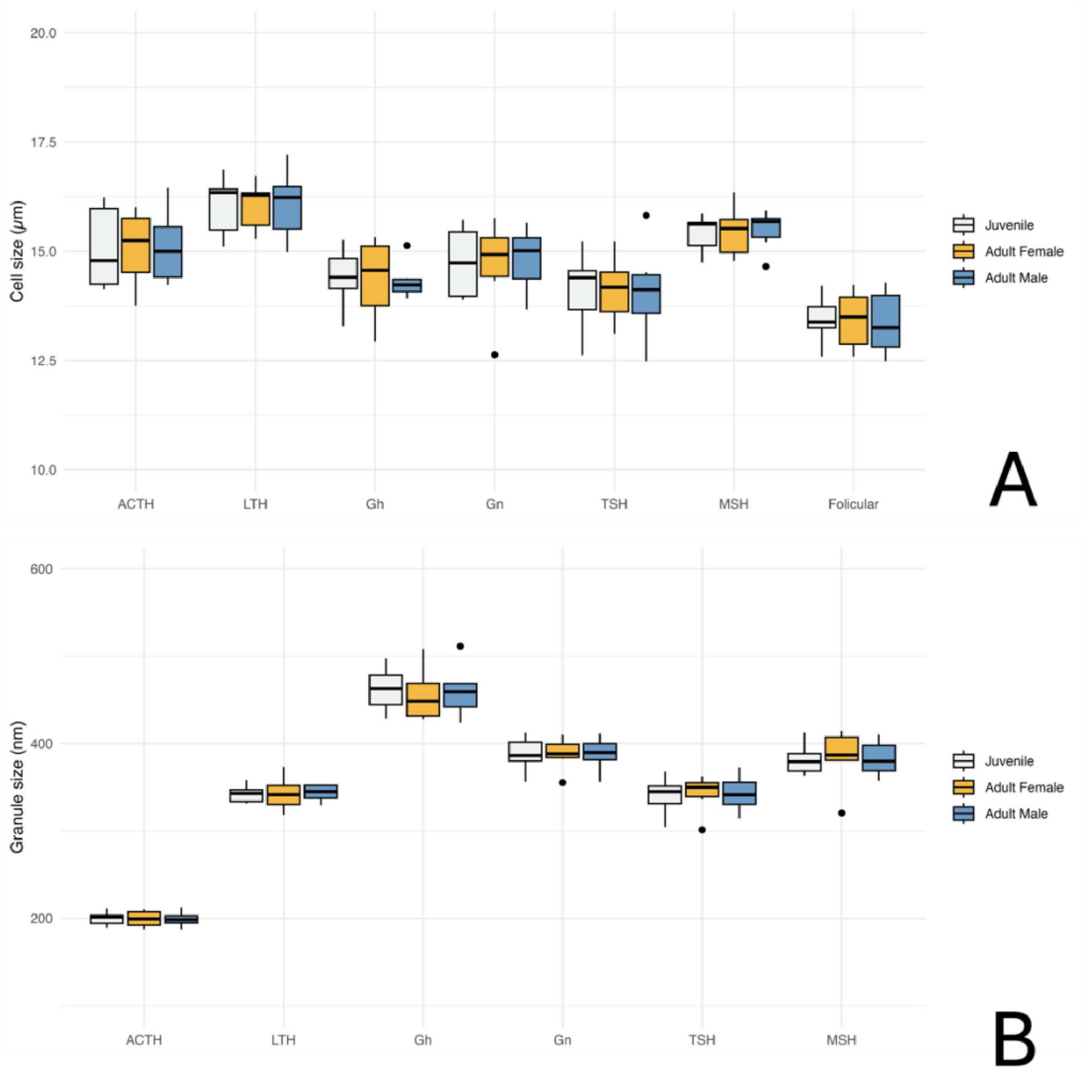 Box plots from TEM measurements comparing adenohypophyseal cell size and granule size in orcas, categorized by hormone type and age/sex groups: juvenile, adult female, and adult male. Panel A shows average cell sizes in micrometers; Panel B shows granule sizes in nanometers. Hormone-producing cell types include corticotrophs (ACTH), lactotrophs (LTH), somatotrophs (GH), gonadotrophs (Gn), thyrotrophs (TSH), and melanotrophs (MSH). Each group is distinguished by color coding.