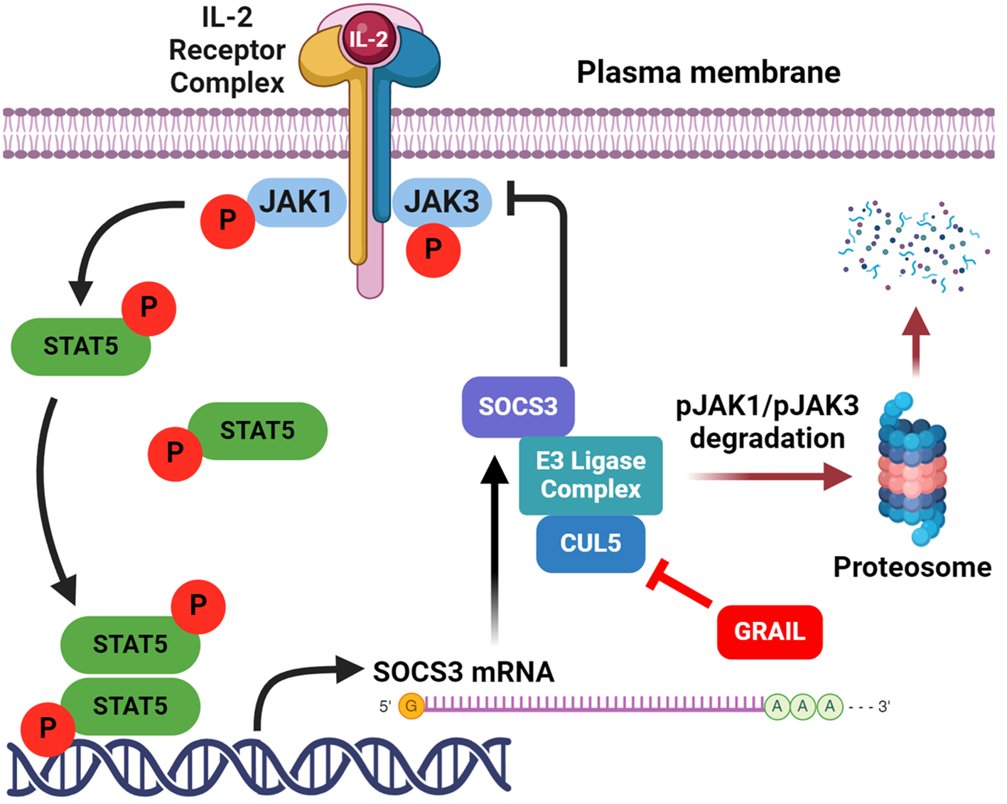 Diagram illustrating the IL-2 signaling pathway. The IL-2 binds to IL-2-receptor complex on the plasma membrane phosphorylating JAK1 and JAK3, leading to phosphorylation of STAT5, which then translocate to the nucleus to promote SOCS3 mRNA expression. SOCS3 recruits the E3 ligase complex and CUL5 for JAK degradation. GRAIL inhibits CUL5 neddylation thus degradation pJAK1 and pJAK3 via the proteasome.