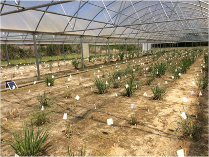 Switchgrass growing inside a rainout shelter, representing the water-stressed drought treatment or covered field (CV).